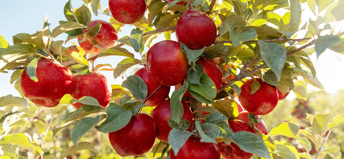 Organic SugarBee™ Apple - Dozen
