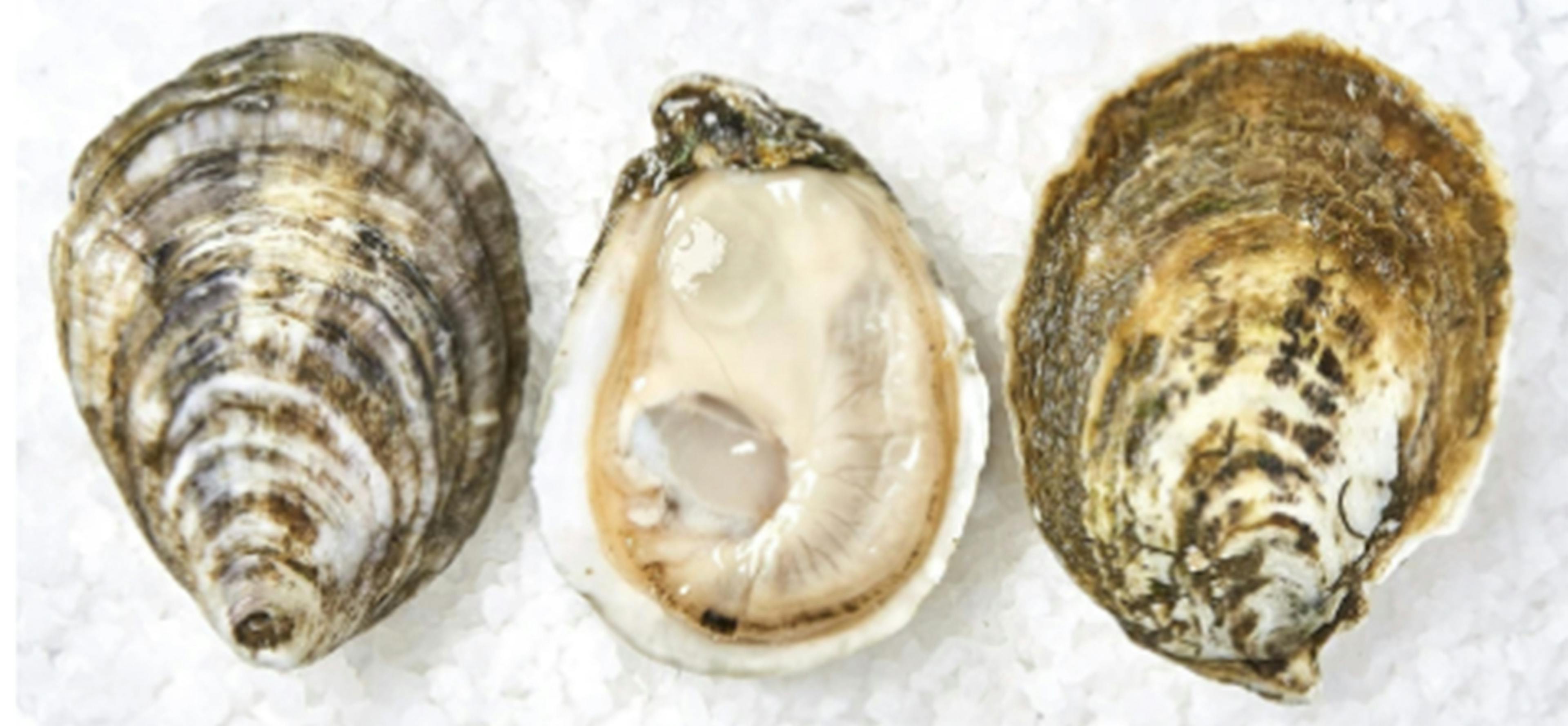 White Stone Oyster Company