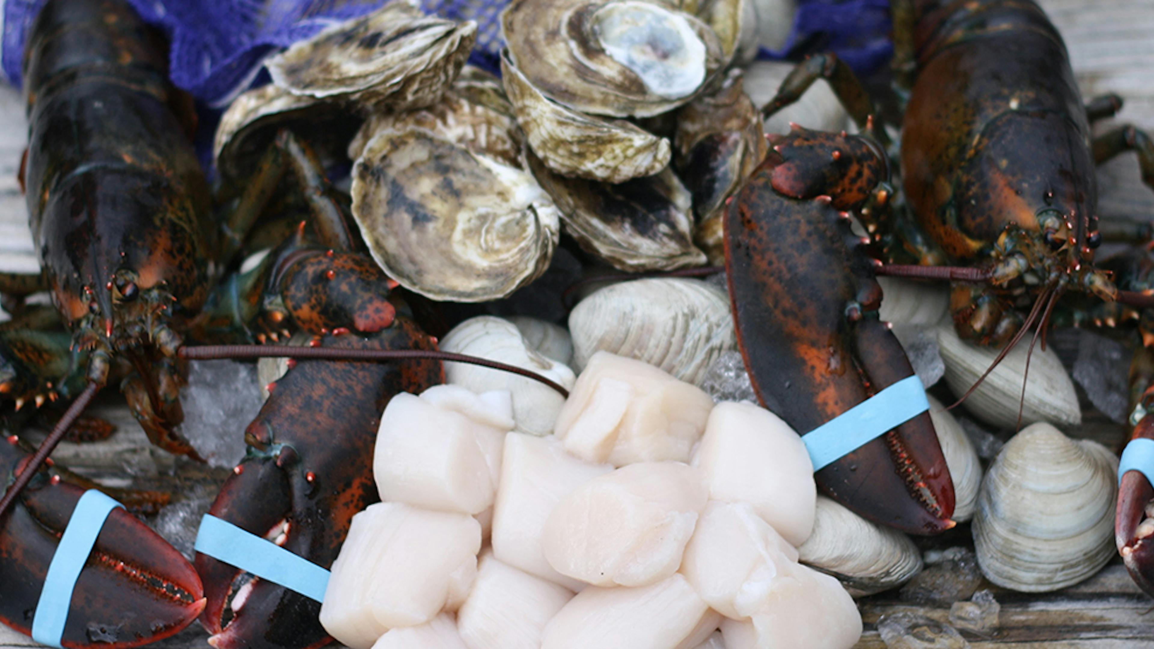 Wellfleet Shellfish Co.