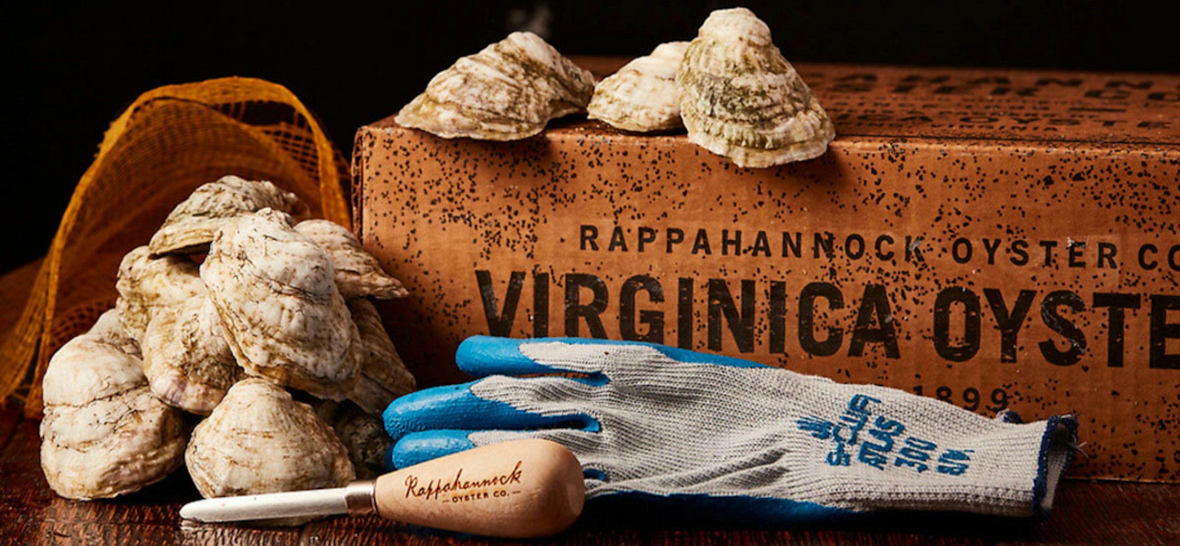 Rappahannock River Oysters