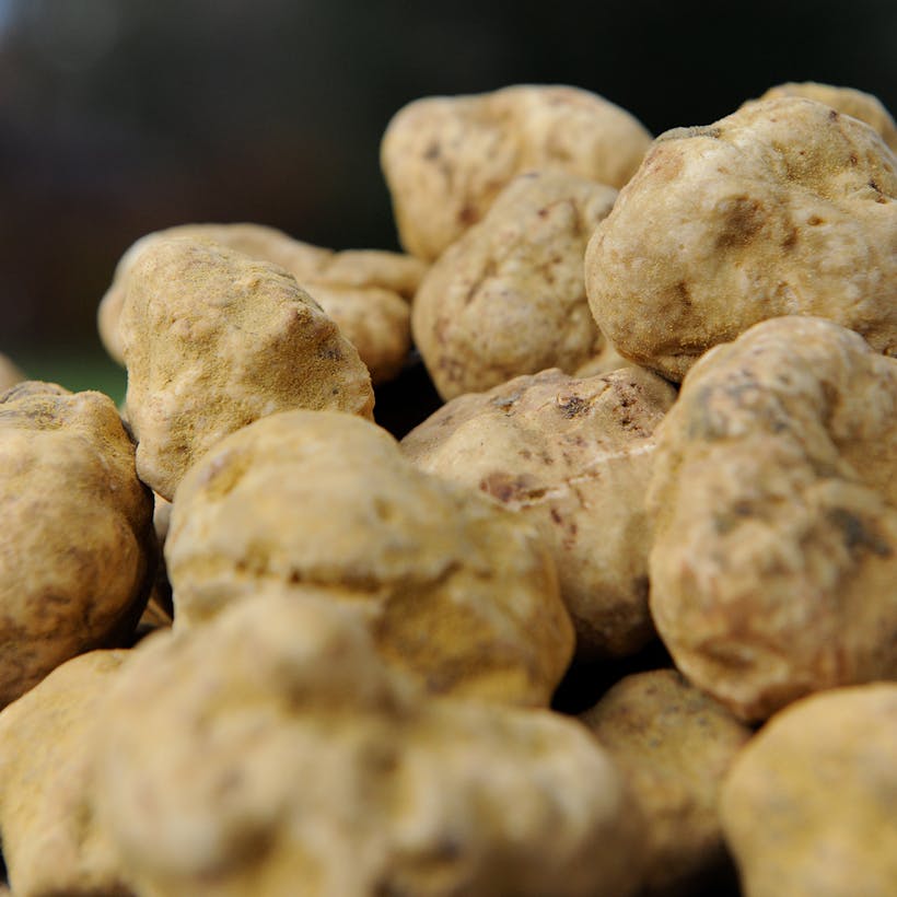 Fresh White Truffles - Tuber Magnatum Pico