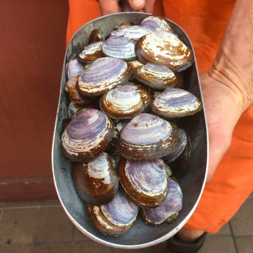 Live Savory Clams by the pound