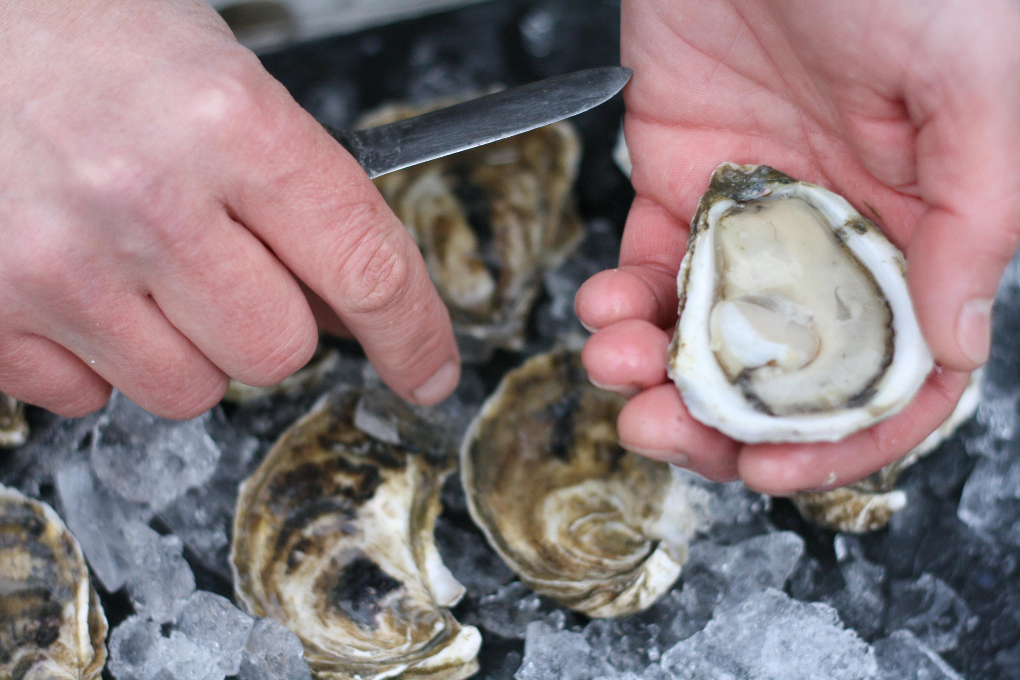 Pleasure Point Oysters 100 Pack by Wellfleet Shellfish Co. Goldbelly