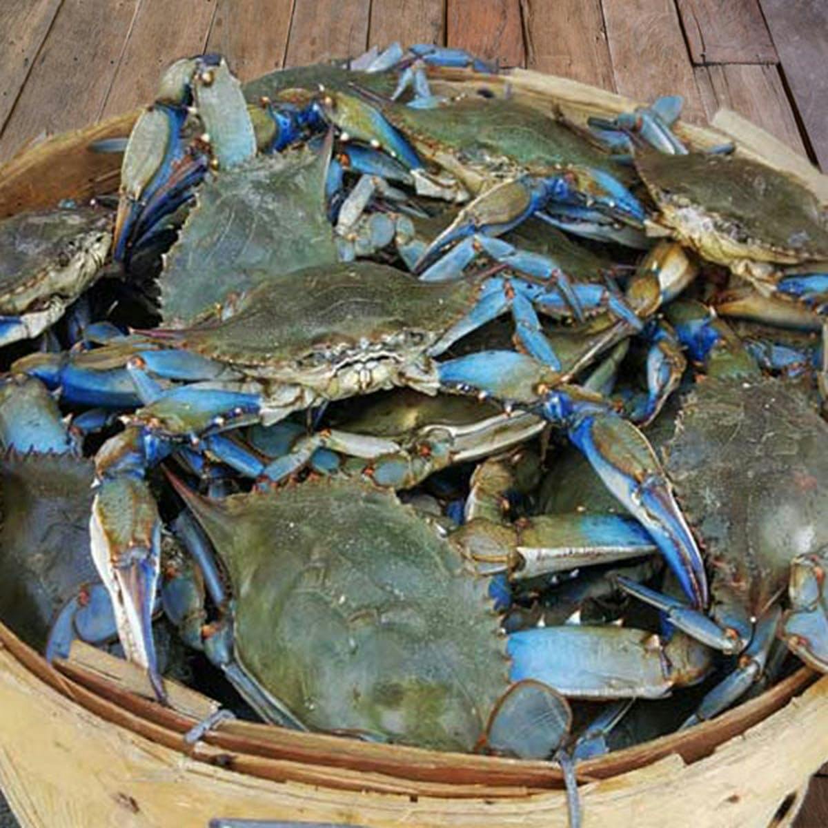 Standard Male Maryland Blue Crabs 1 2 Bushel By Cameron S Seafood Goldbelly