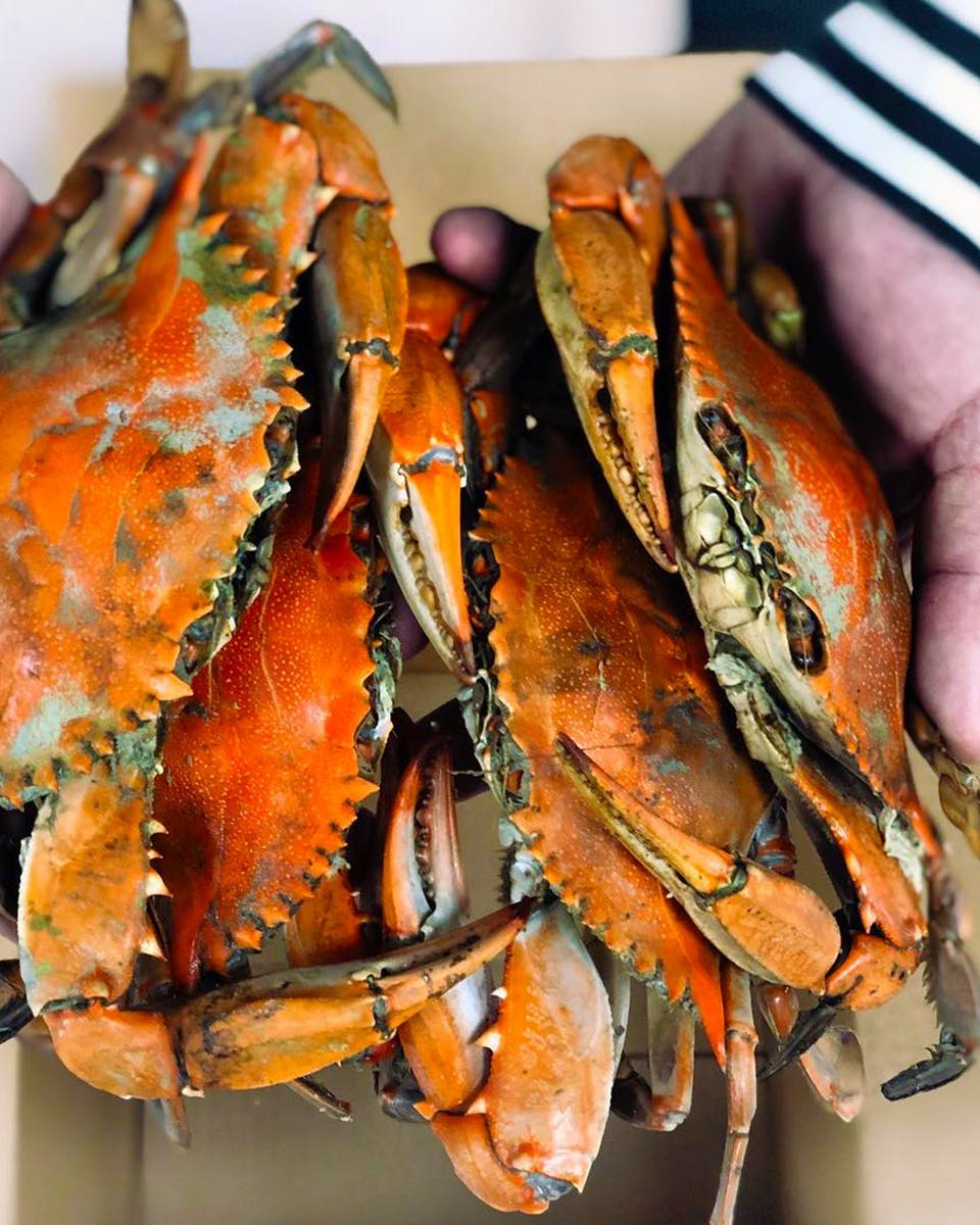 STEAMED] 1/2 Bushel Male Maryland Hard Shell Blue Crabs