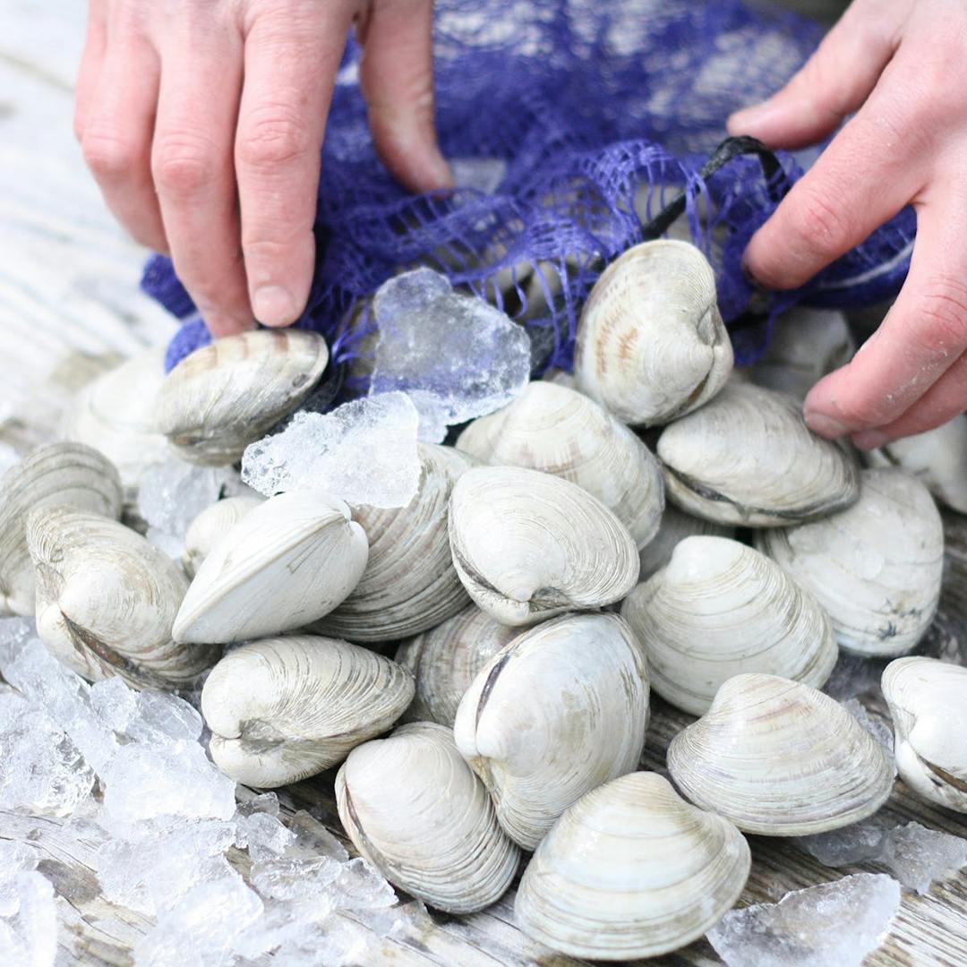 Hardshell Clams - 50 Pack by Wellfleet Shellfish Co. | Goldbelly