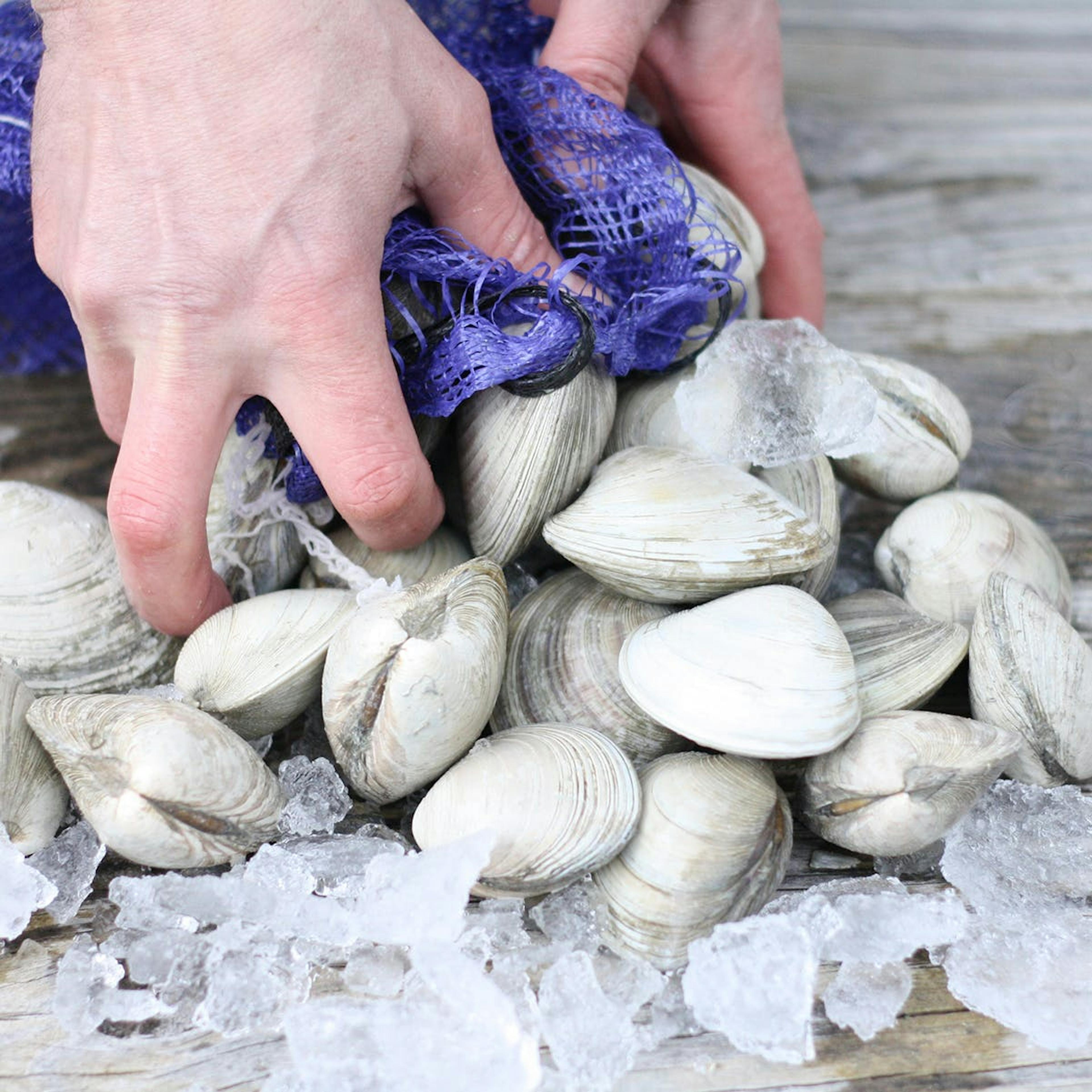 Hardshell Clams - 50 Pack by Wellfleet Shellfish Co.