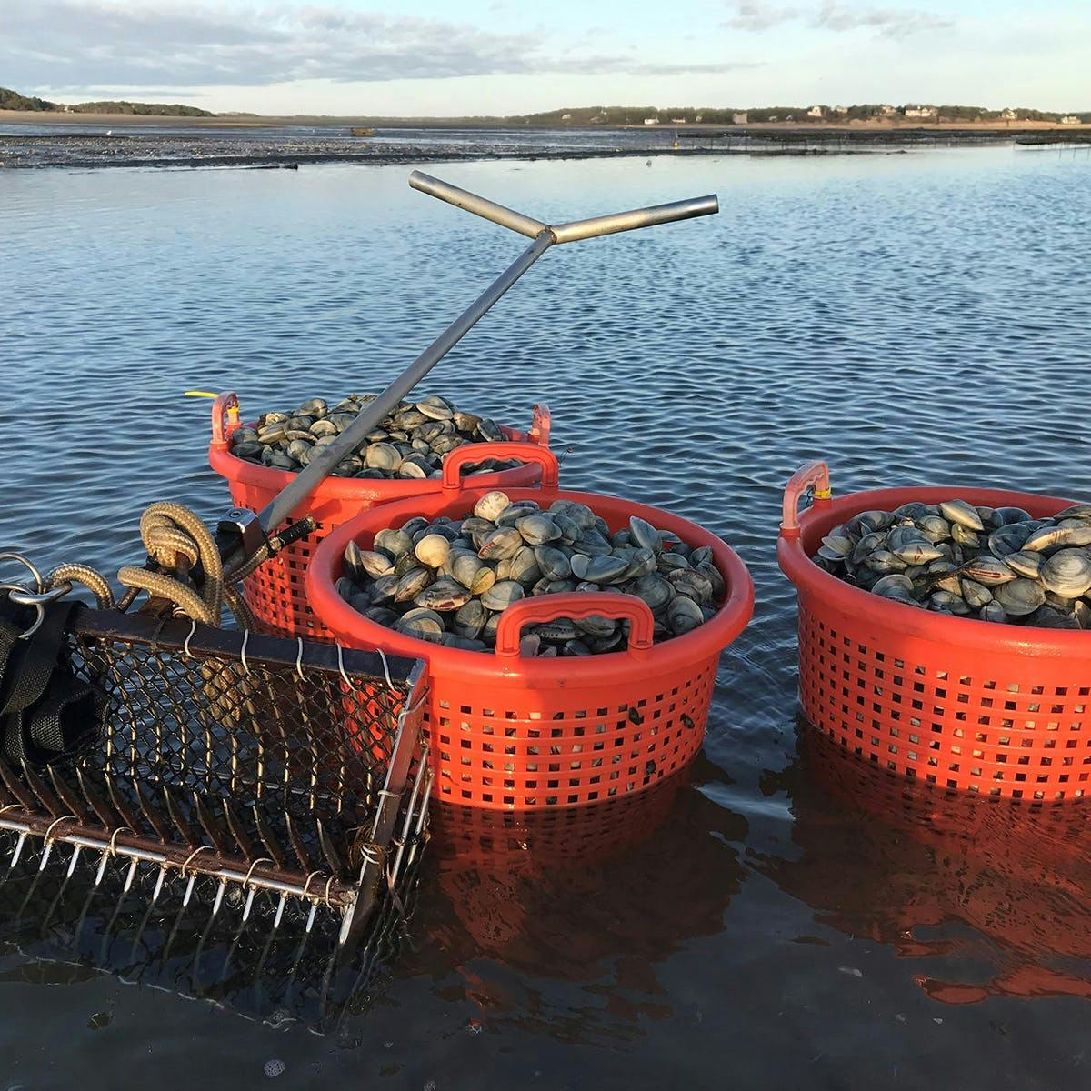 Hardshell Clams - 100 Pack by Wellfleet Shellfish Co. - Alternate image 1