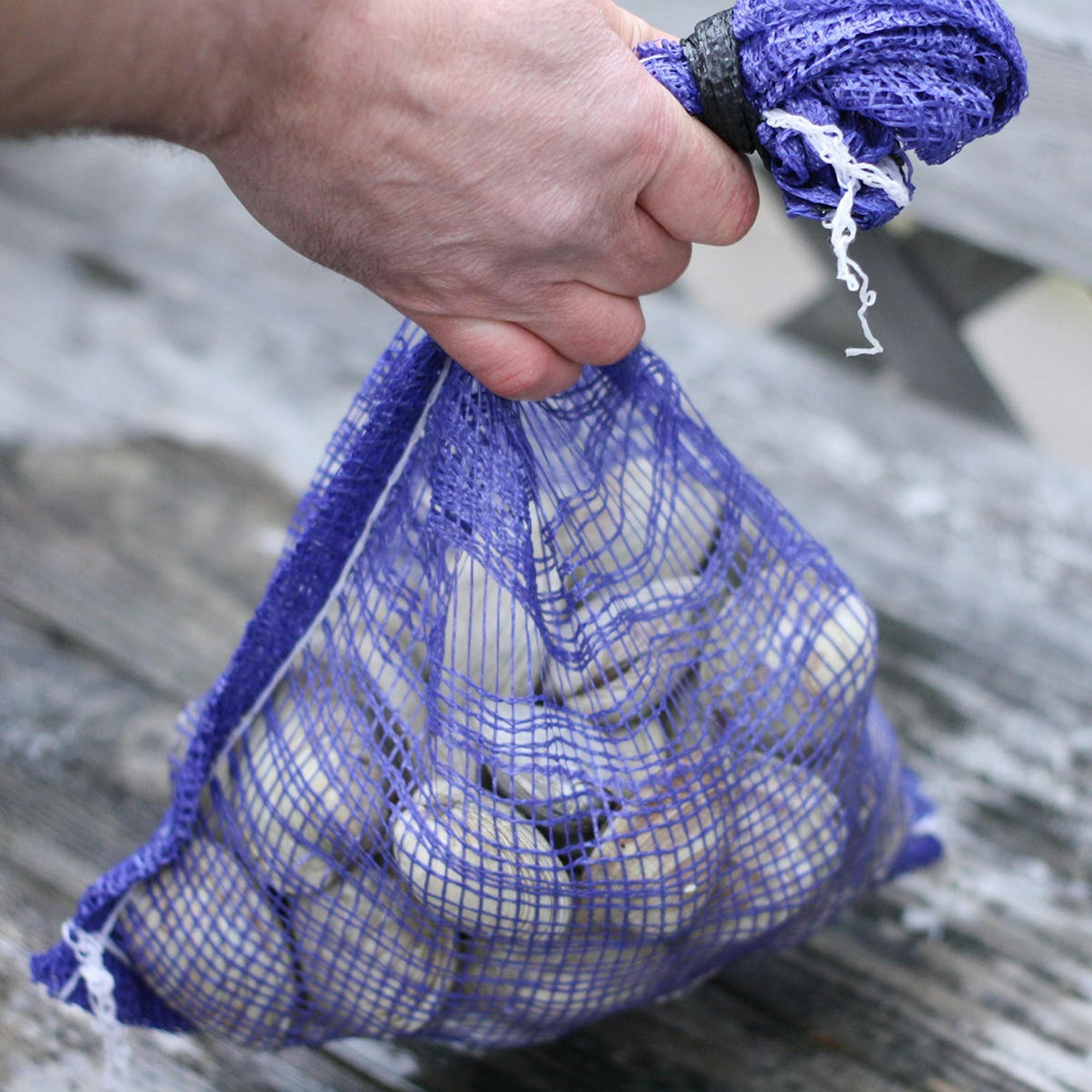 Hardshell Clams - 50 Pack by Wellfleet Shellfish Co. - Alternate image 3
