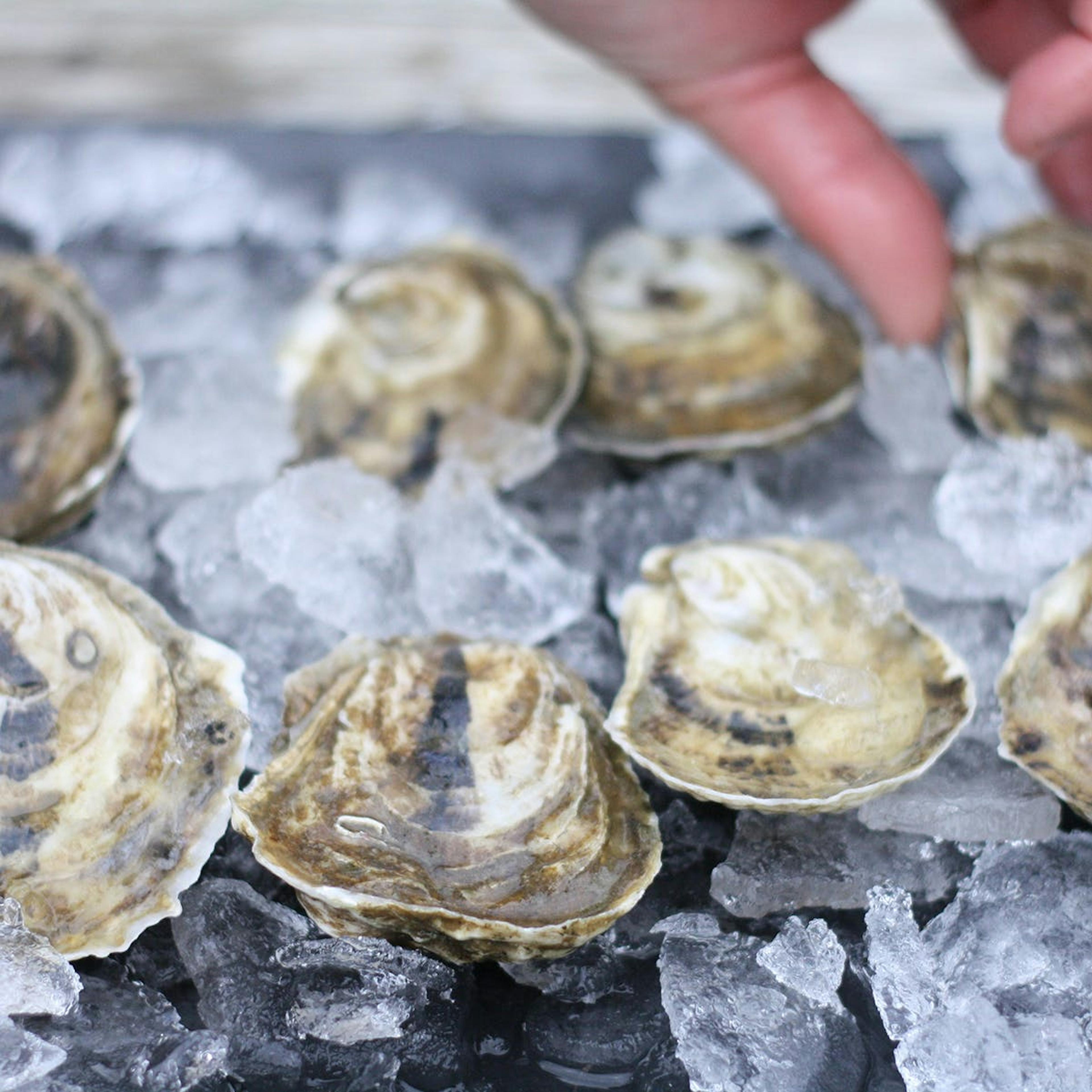 Wellfleet Oysters - 50 Pack by Wellfleet Shellfish Co. - Alternate image 2