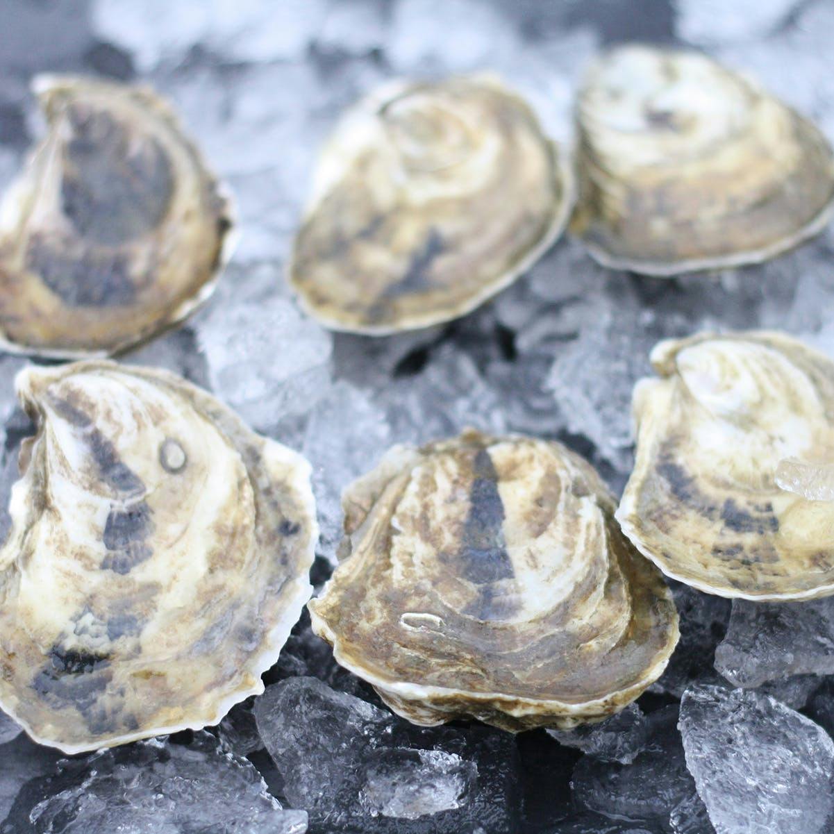 Wellfleet Oysters - 100 Pack