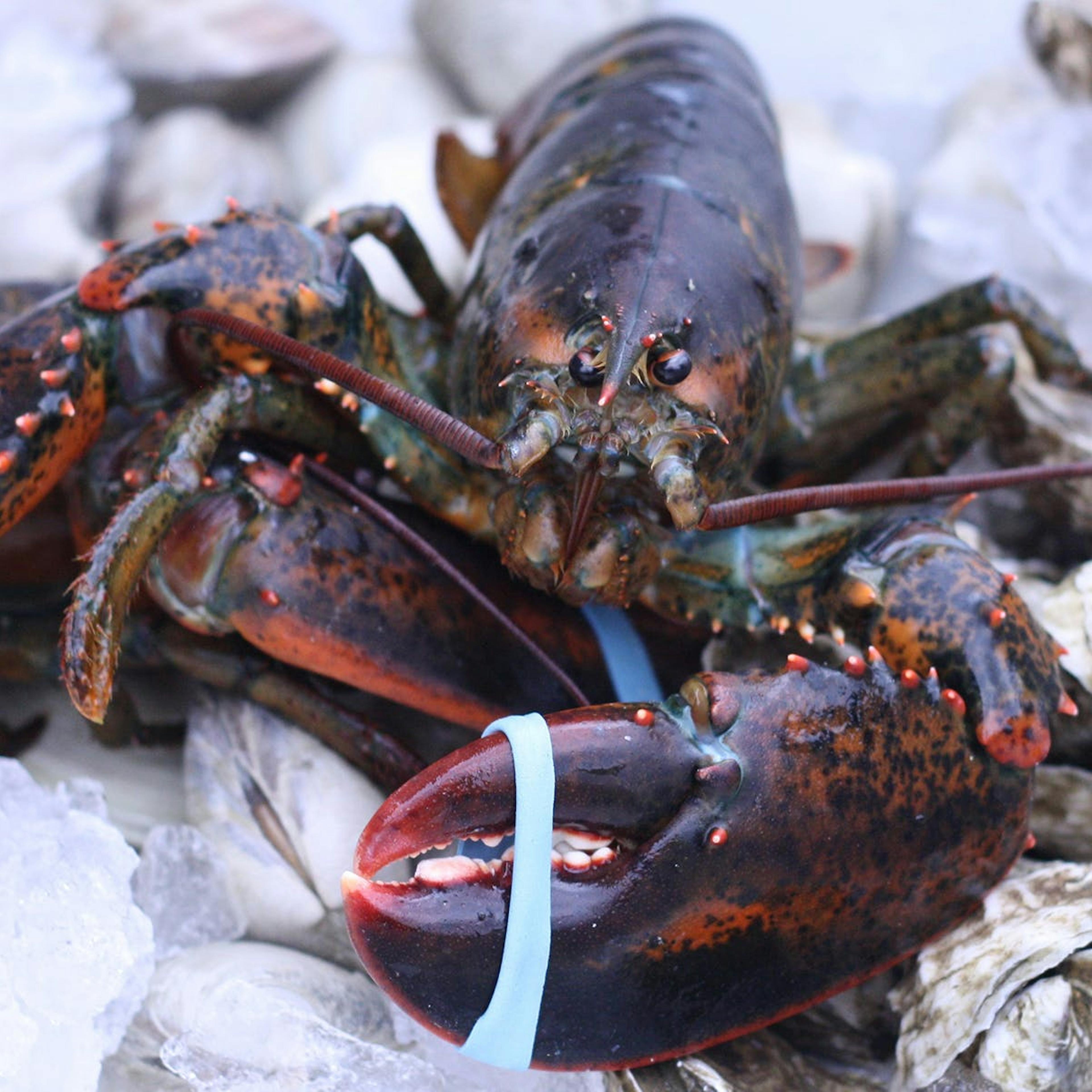 1.5 lb. Lobsters - 2 Pack by Wellfleet Shellfish Co.
