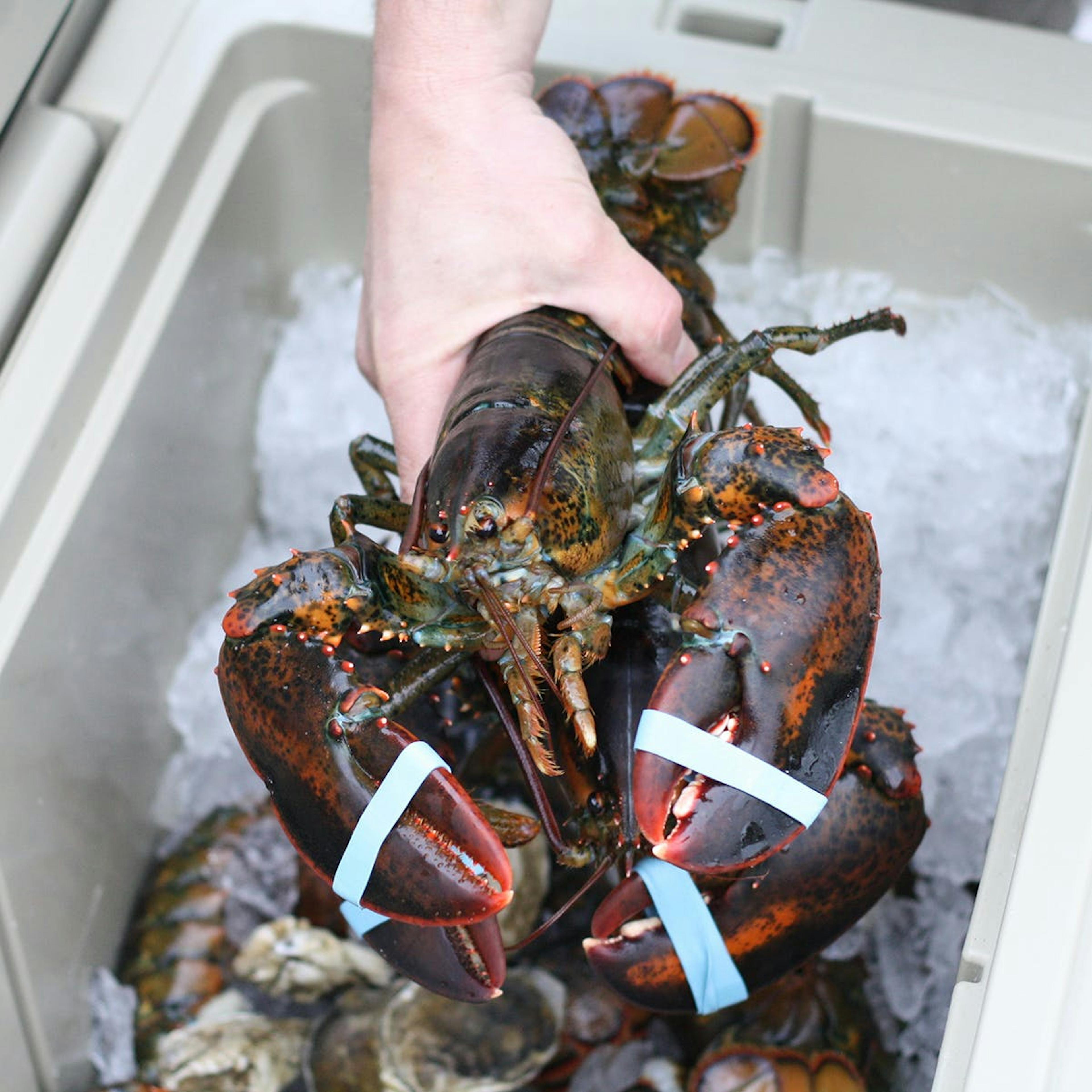 1.5 lb. Lobsters - 4 Pack by Wellfleet Shellfish Co. - Alternate image 3