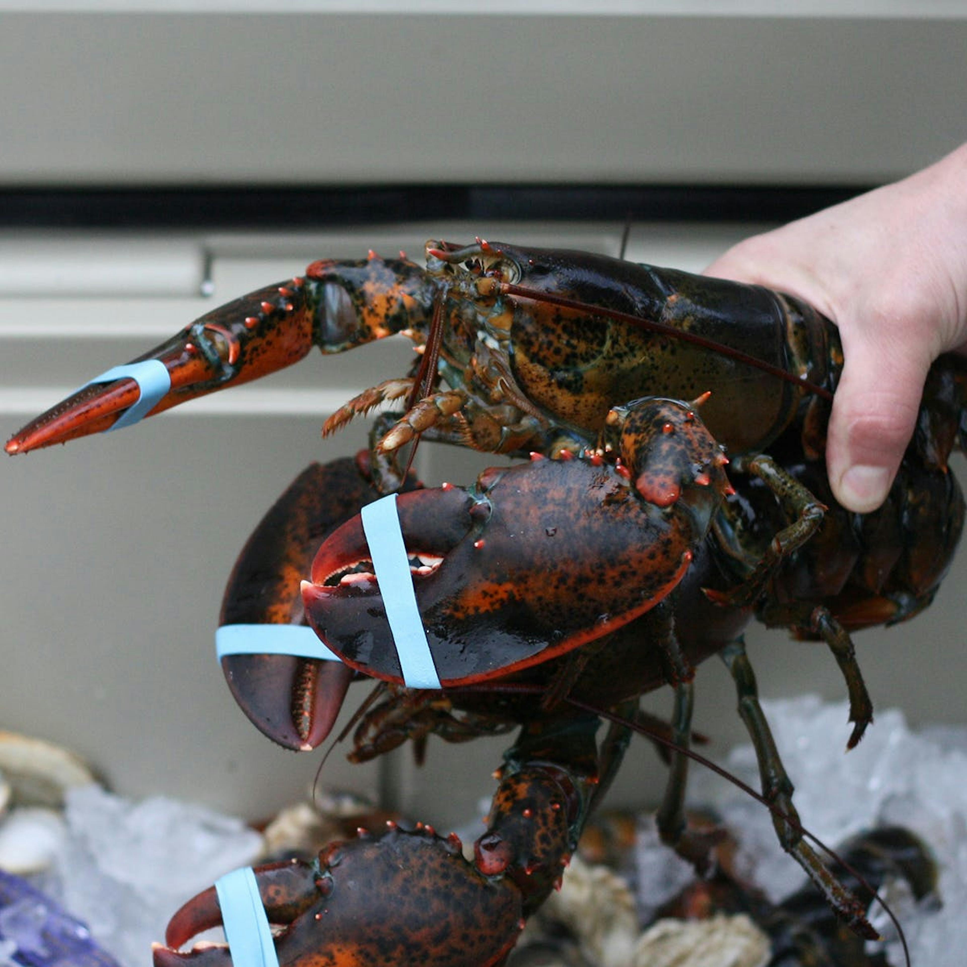 1.5 lb. Lobsters - 4 Pack by Wellfleet Shellfish Co. - Alternate image 1