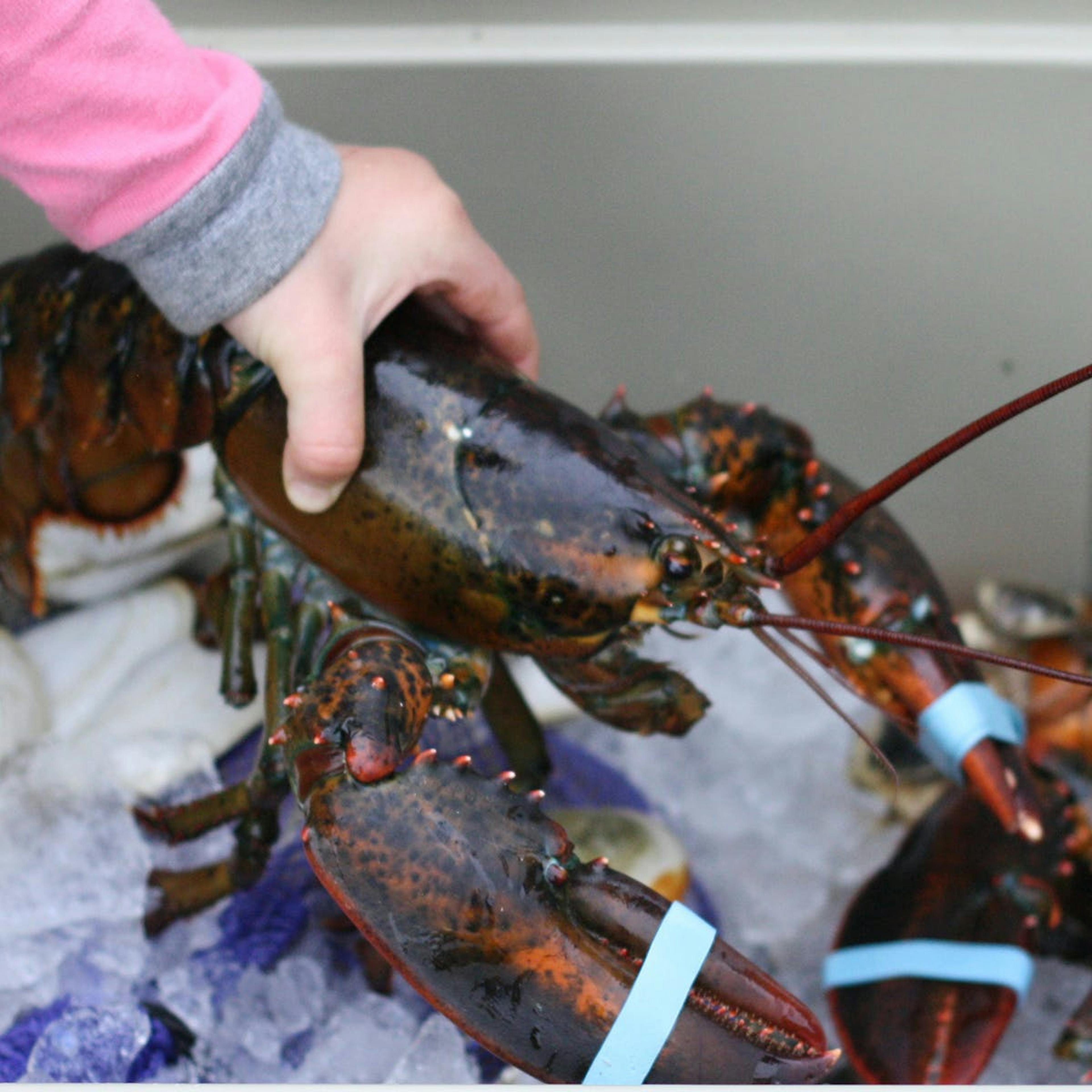 1.5 lb. Lobsters - 2 Pack by Wellfleet Shellfish Co. - Alternate image 3