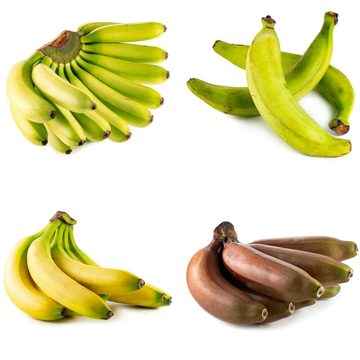 Banana Sampler by Melissa's Produce