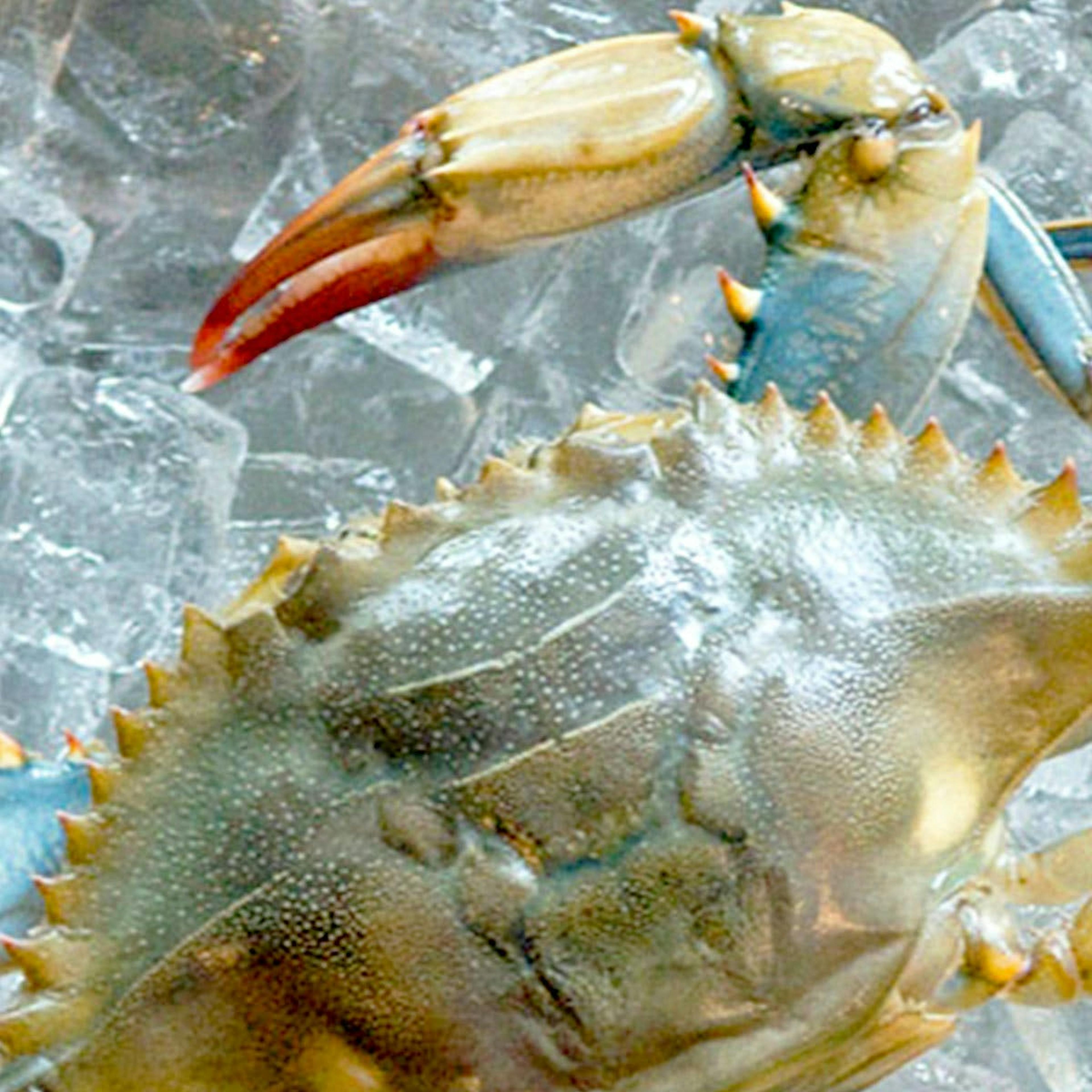 Obrycki's Premium Hardshell Crabs by Harbour House Crabs