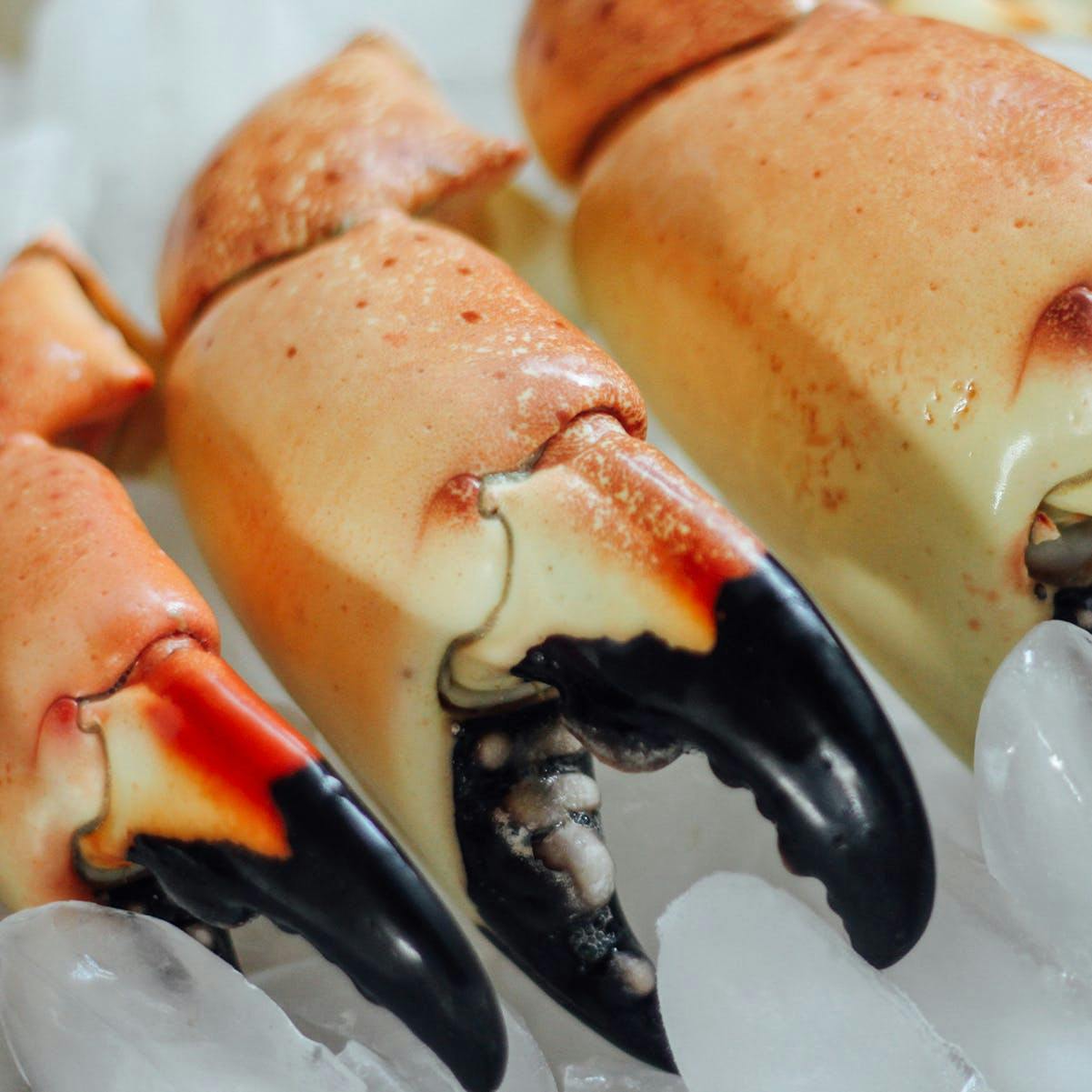 Large Stone Crab Claws 3 Lbs By George Stone Crab Goldbelly