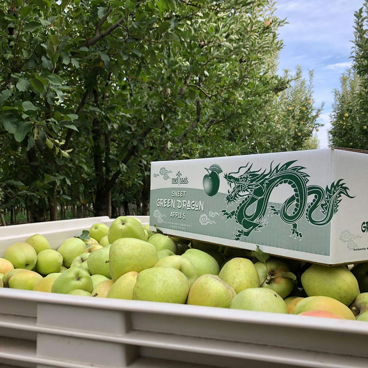 Green Dragon Apples — Melissas Produce