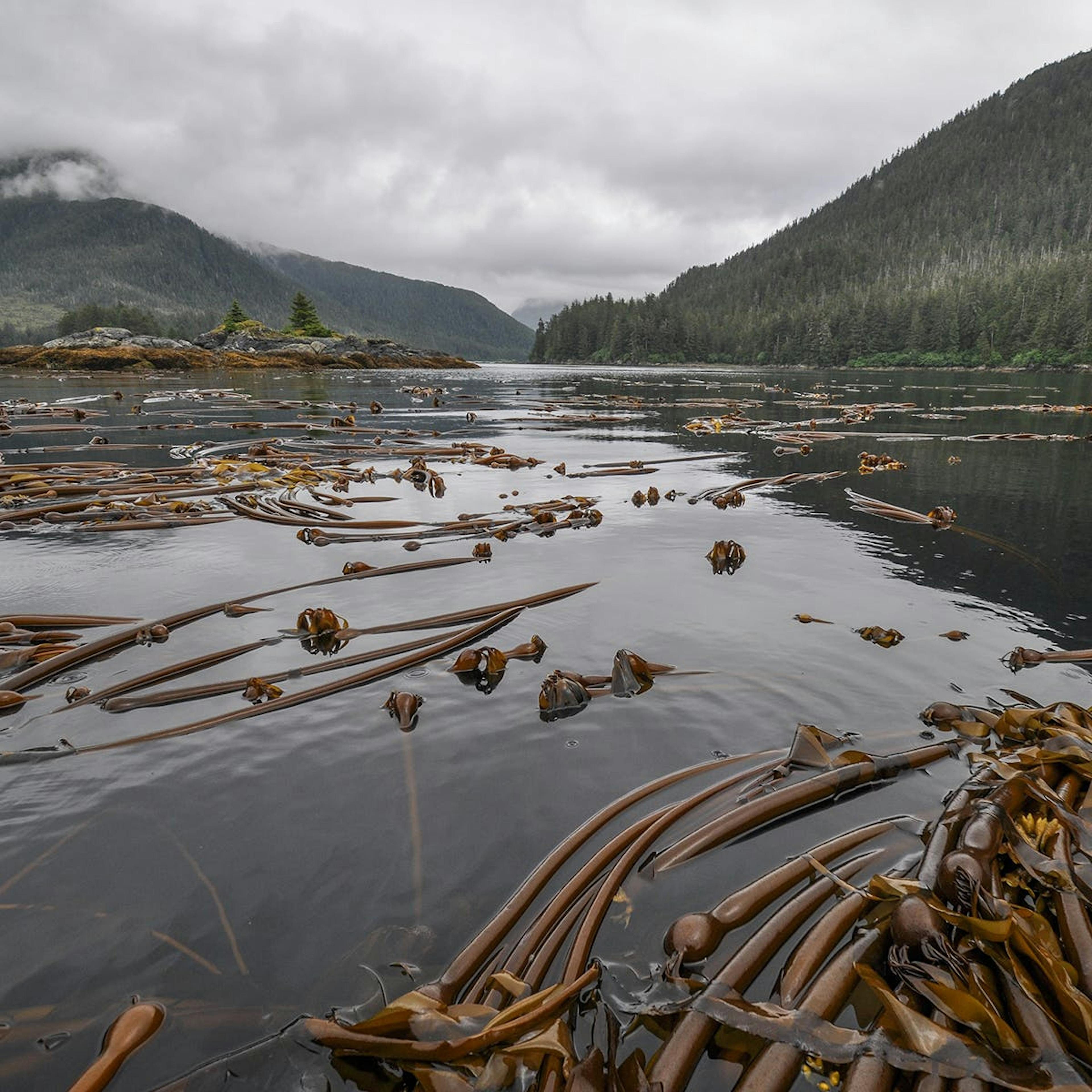 Alaskan Kelp Gift Box by Barnacle Foods - Alternate image 6