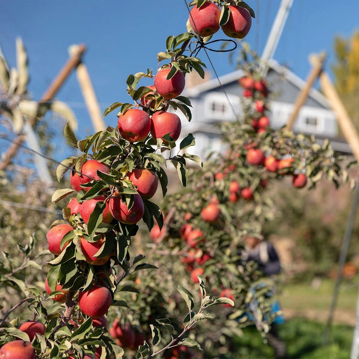 Sweetheart KORU® +   Cosmic Crisp® Apple Combo - Dozen by Chelan Fresh Farms - Alternate image 2