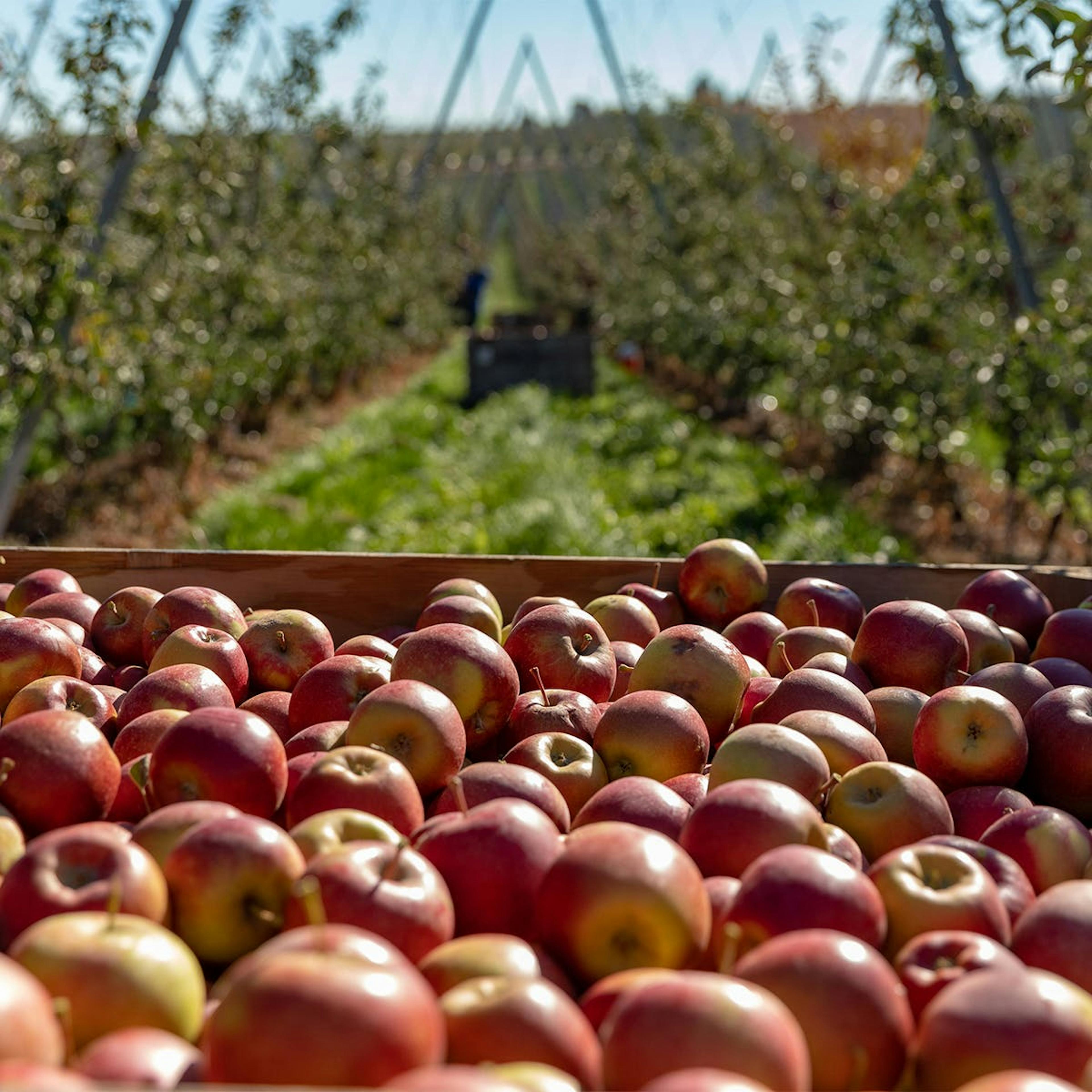 Sweetheart KORU® + Cosmic Crisp® Apple Combo - Dozen by Chelan Fresh Farms - Alternate image 3