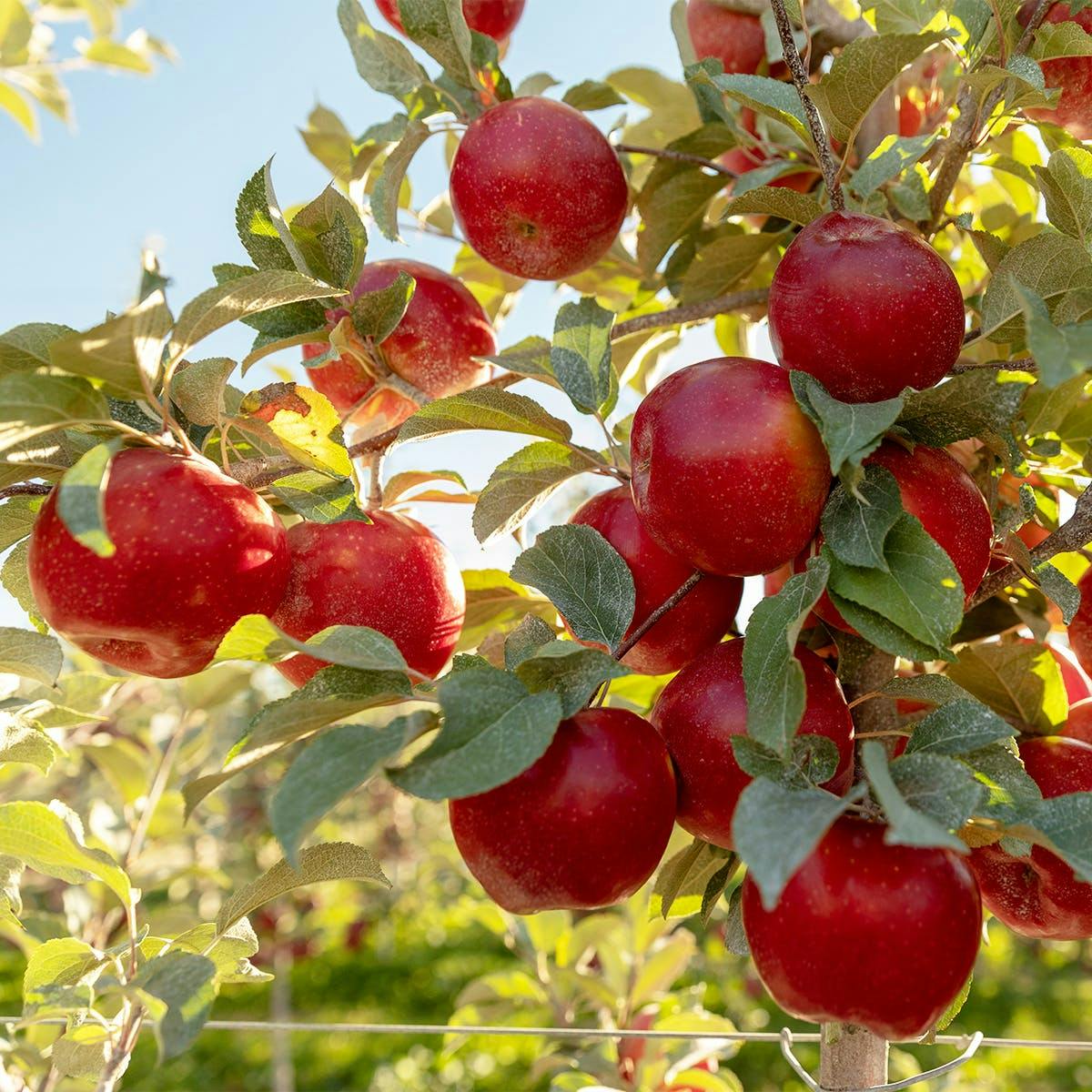 Chelan Fresh Apples, Organic, Gala