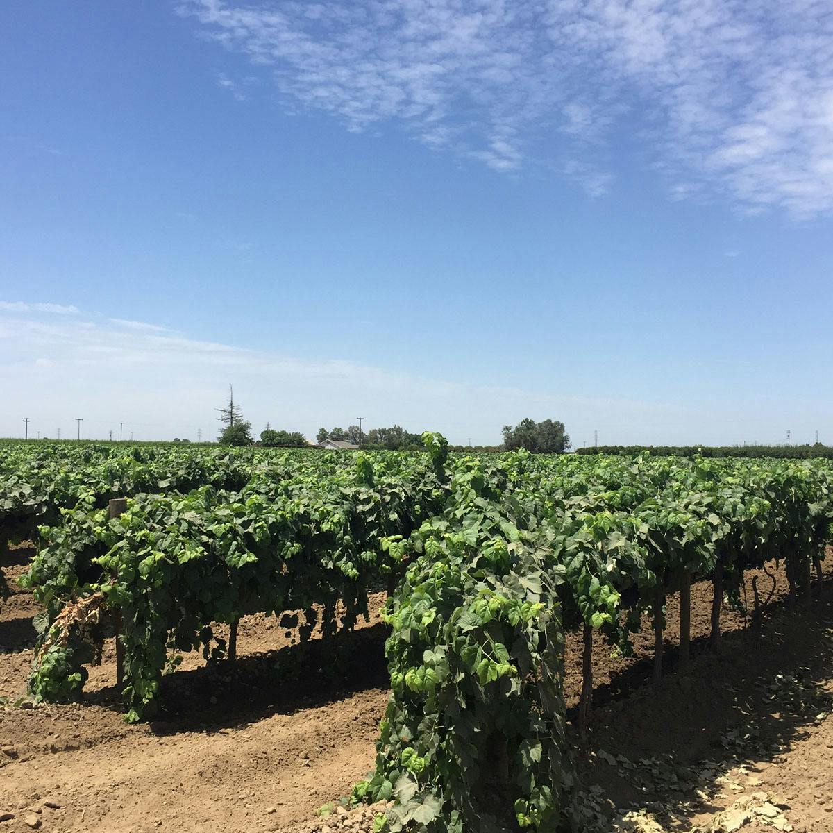 Grapes, Seedless — Fairless Hills Produce Center