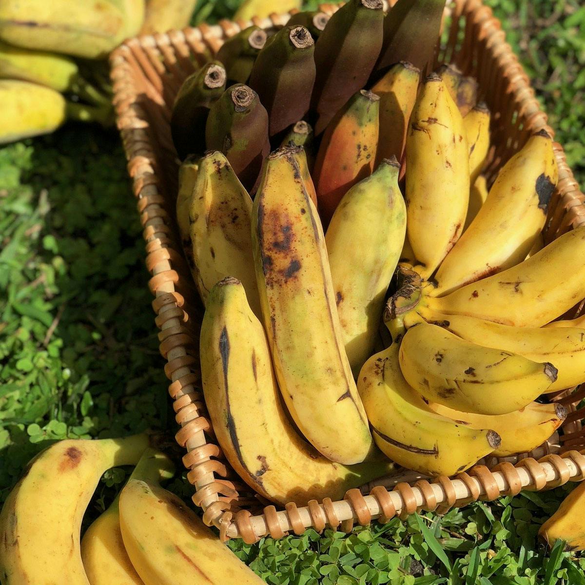 Banana Variety Box by Miami Fruit - Alternate image 4