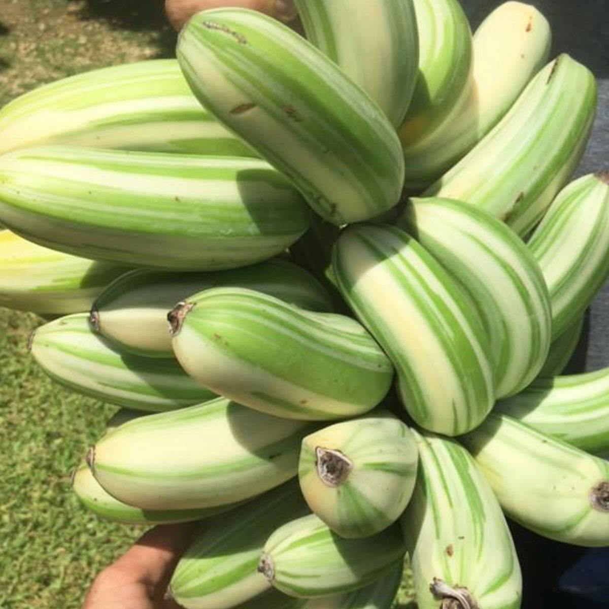 Banana Variety Box by Miami Fruit - Alternate image 2