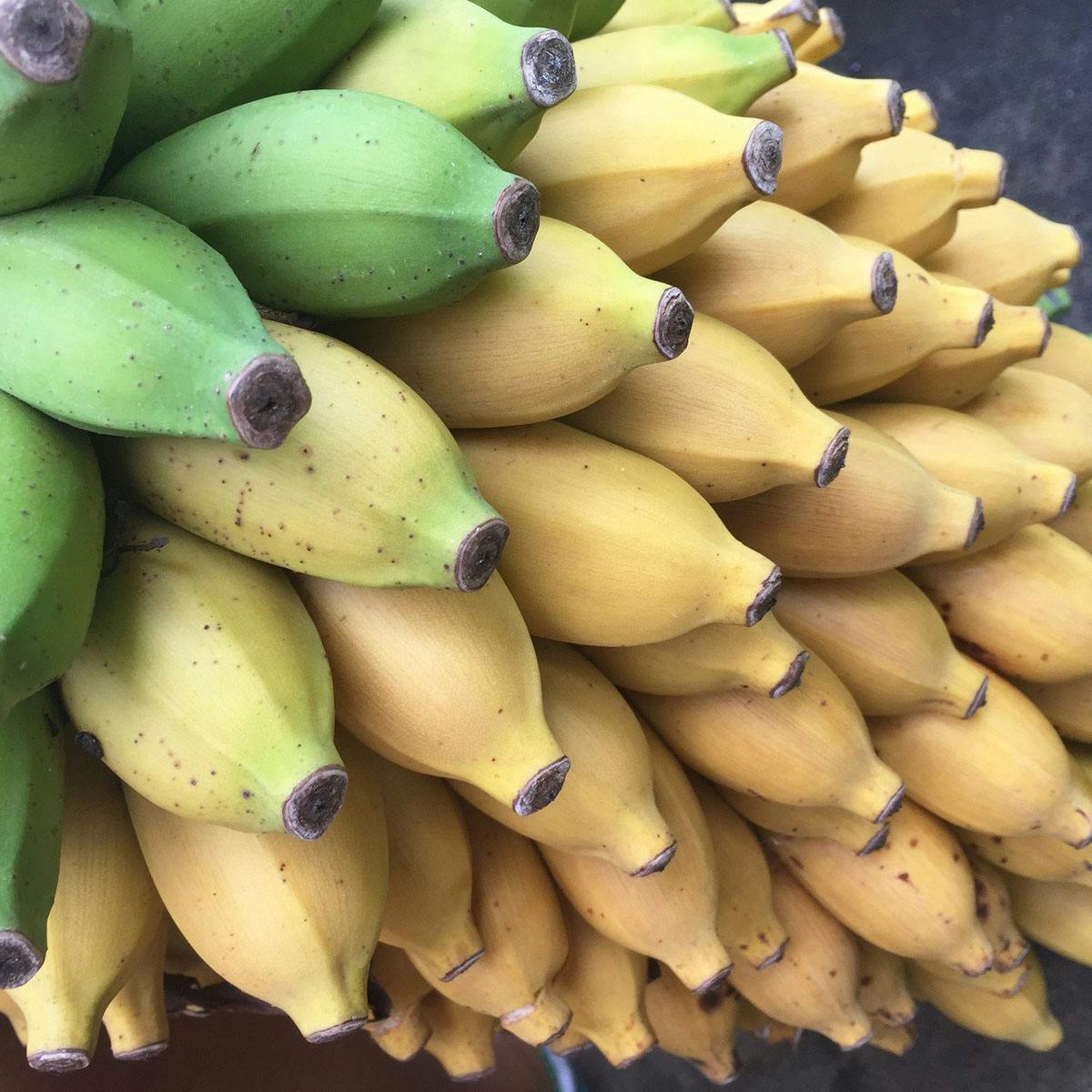 Banana Variety Box by Miami Fruit - Alternate image 1