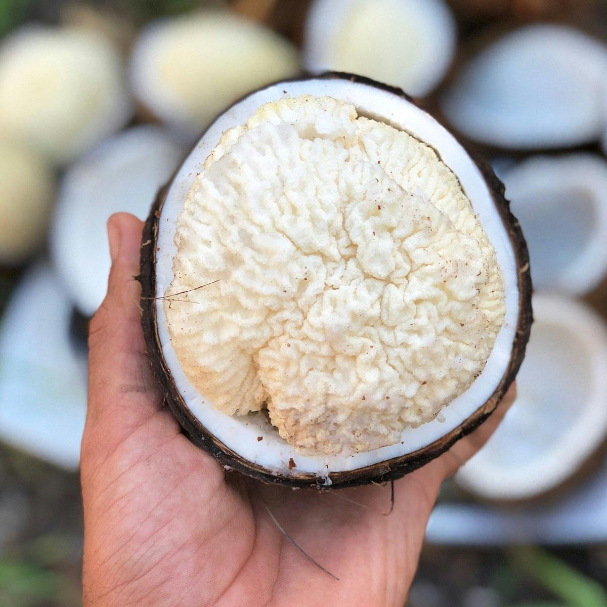 Sprouted Coconut Box by Miami Fruit - Alternate image 4