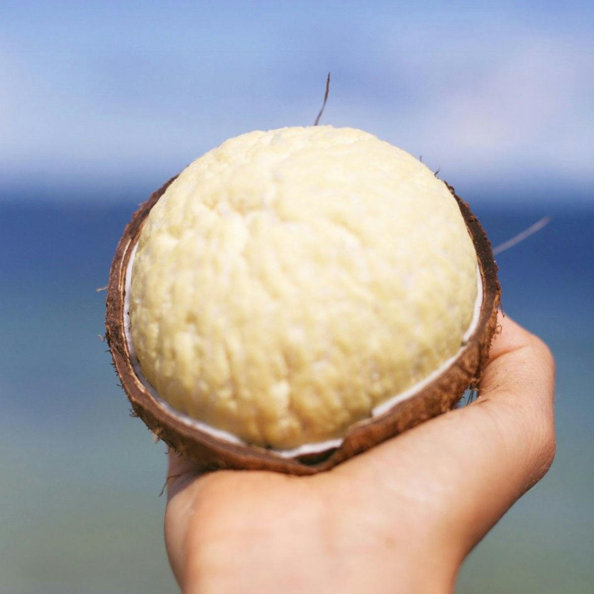 Sprouted Coconut Box by Miami Fruit - Alternate image 3