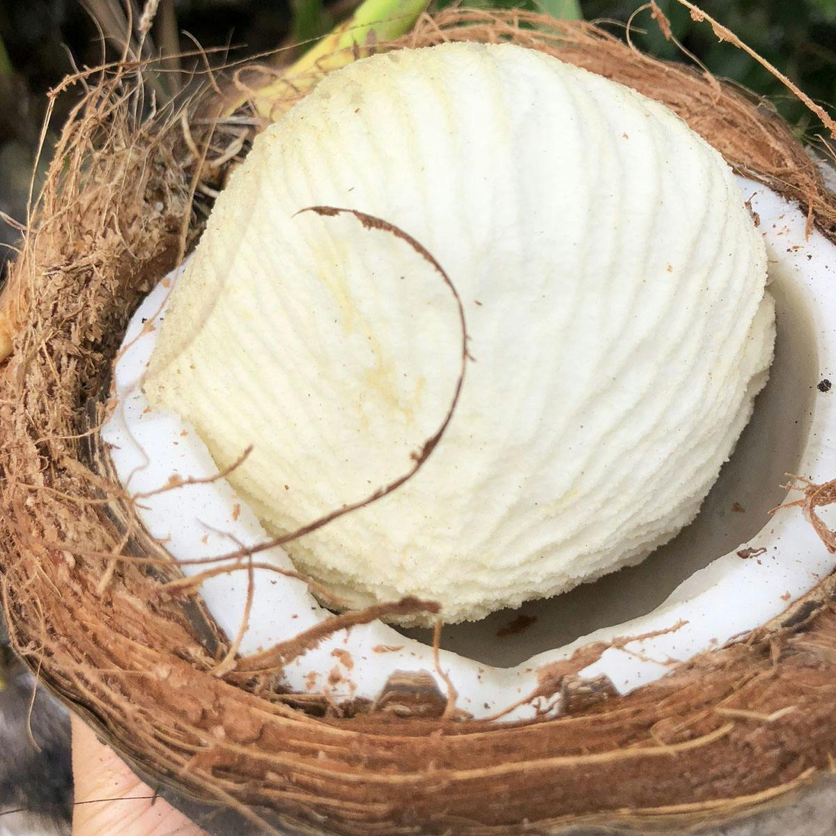 Sprouted Coconut Box by Miami Fruit - Alternate image 2