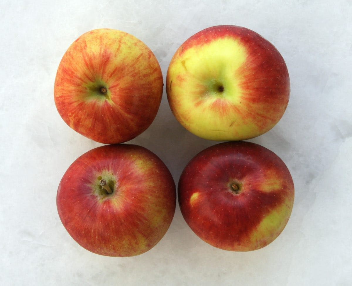 Organic Honeycrisp Apples by Mike's Organic Goldbelly
