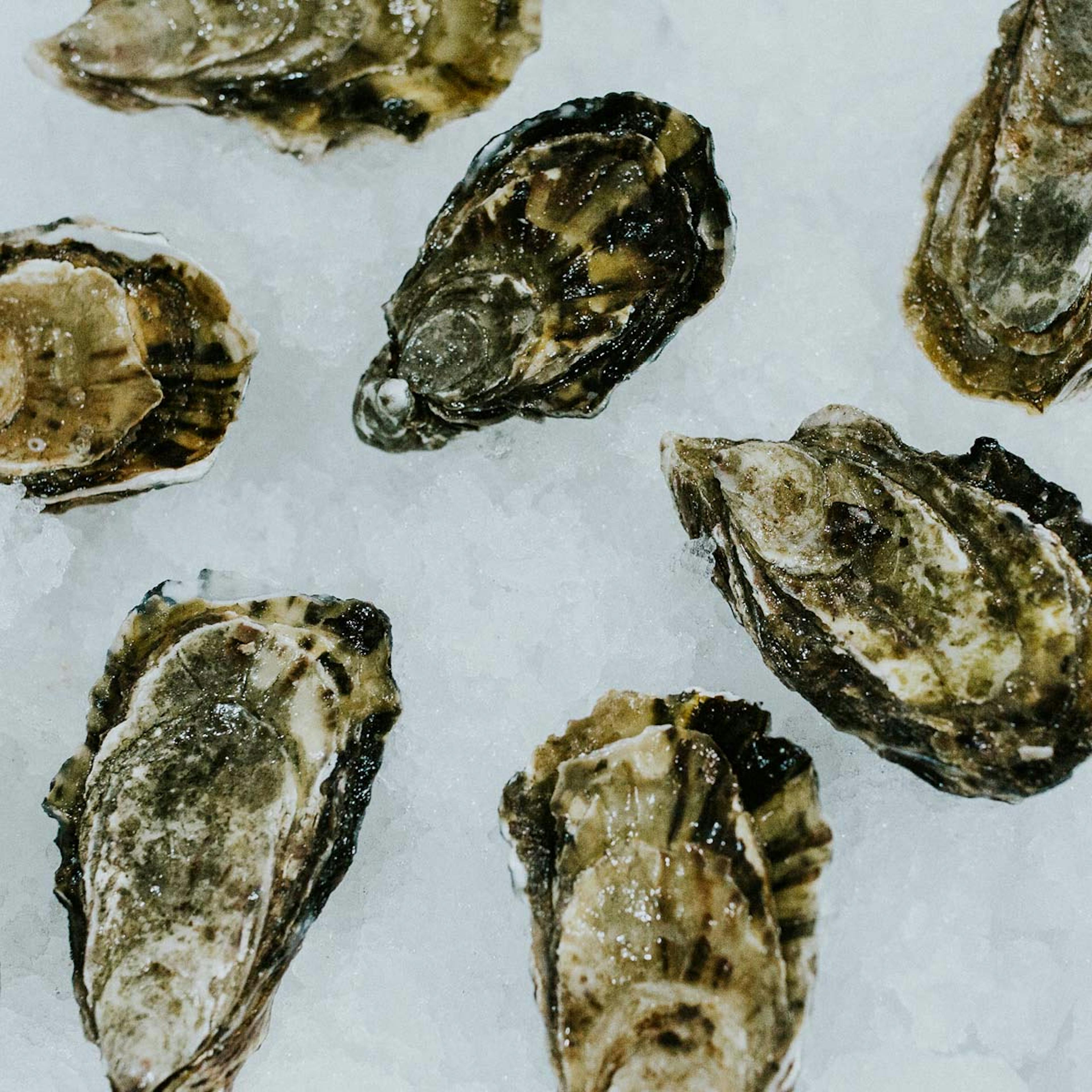 Medium Pacific Oysters – Live, Fresh, Pacific, 1 Dozen by Pike Place Fish Market