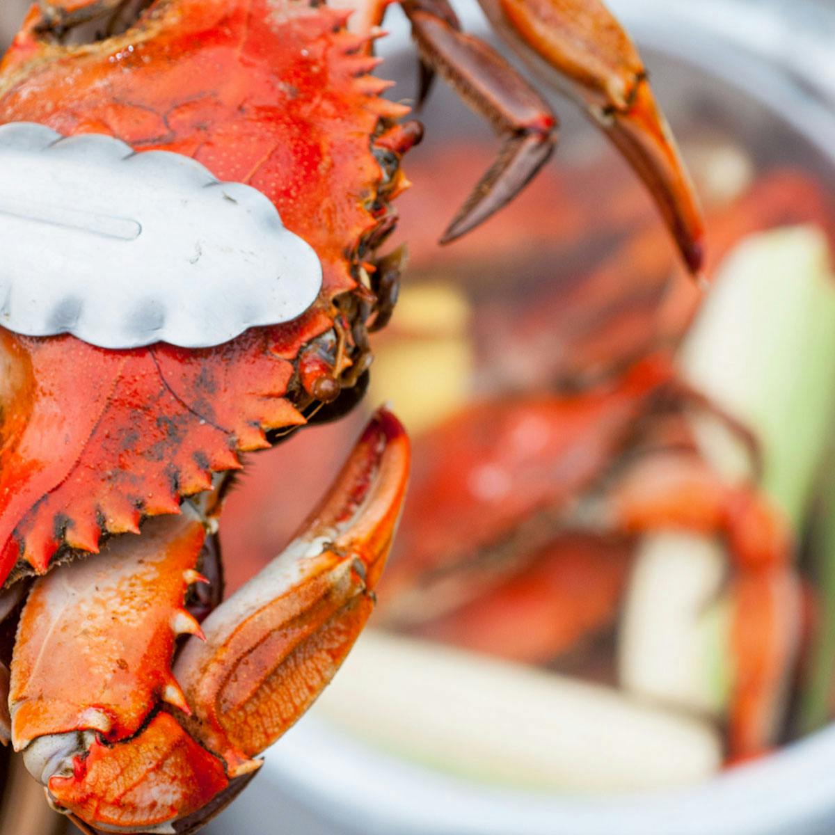 Steamed Crab Kit - Regular Size by Harbour House Crabs