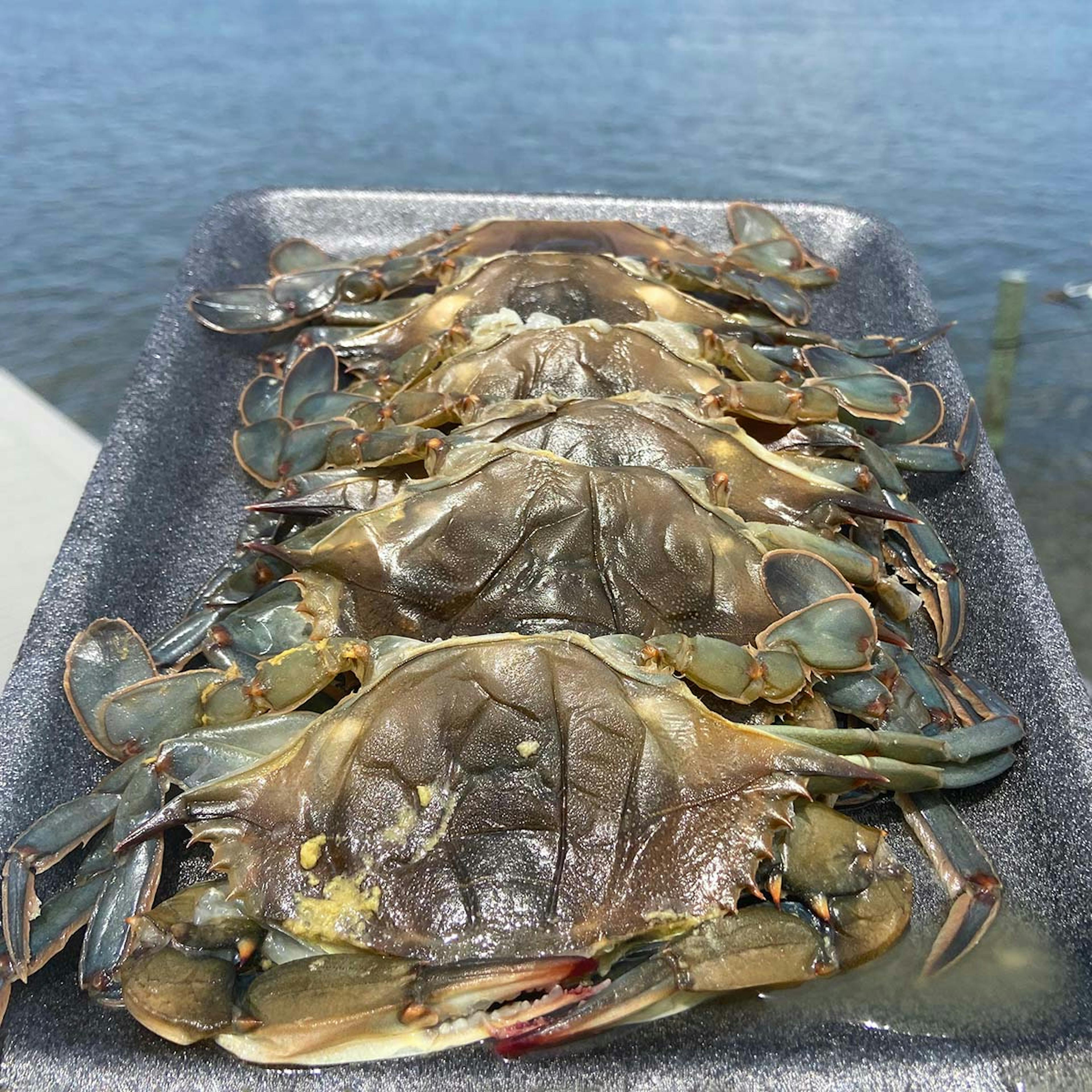 "Whale" Soft Shell Blue Crabs - 12 Pack by Harris Crab House