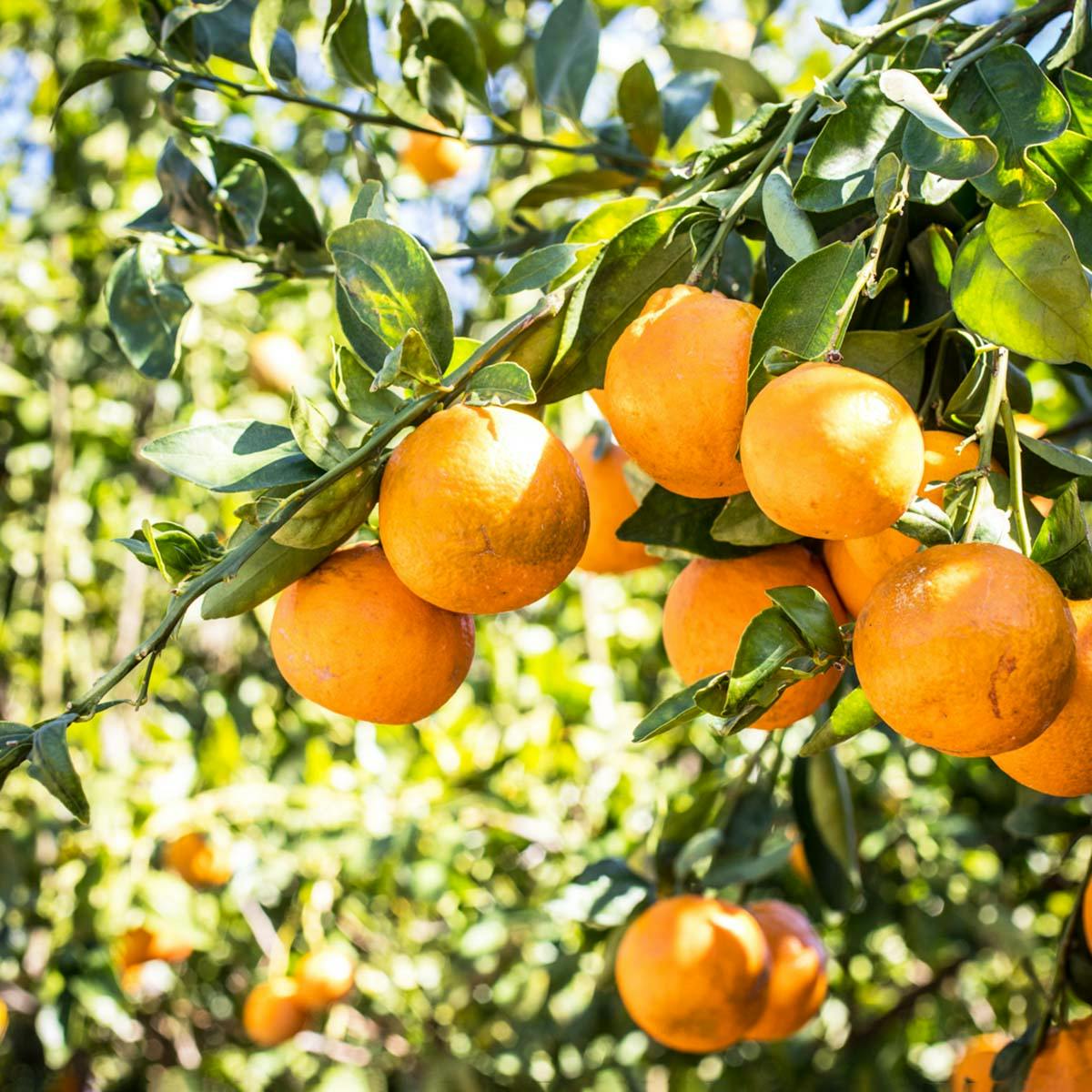 https://goldbelly.imgix.net/uploads/showcase_media_asset/image/161757/MelissasProduce-Ojai-Pixie-Tangerines-1.jpg?ixlib=rails-3.0.2