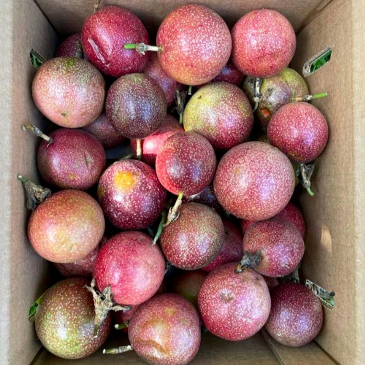 Purple Passionfruit Box by Miami Fruit - Alternate image 1