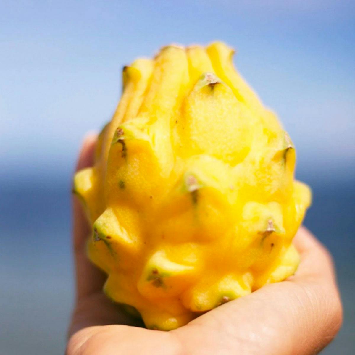 Yellow Dragonfruit Box by Miami Fruit