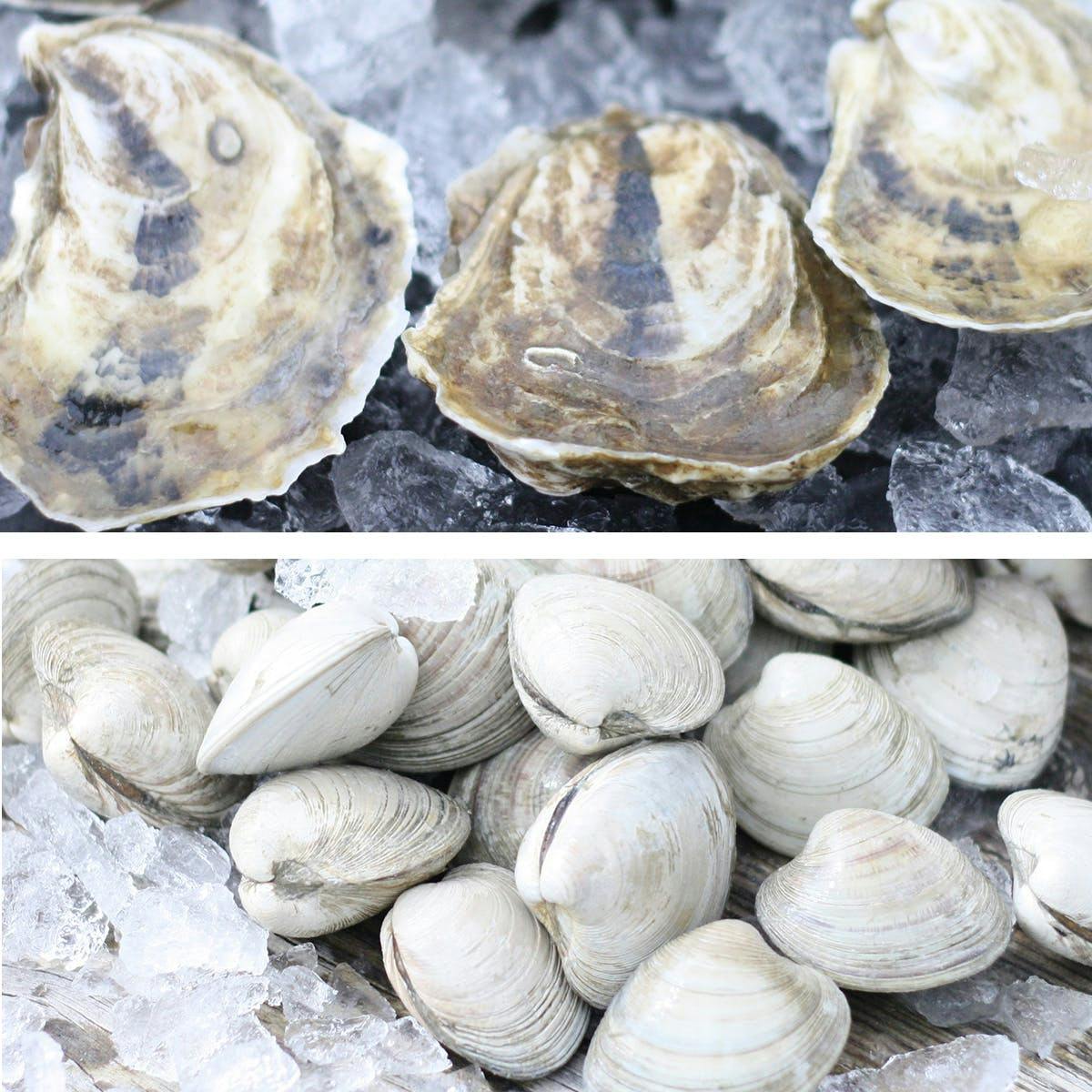 Wellfleet Oysters - 100 Pack