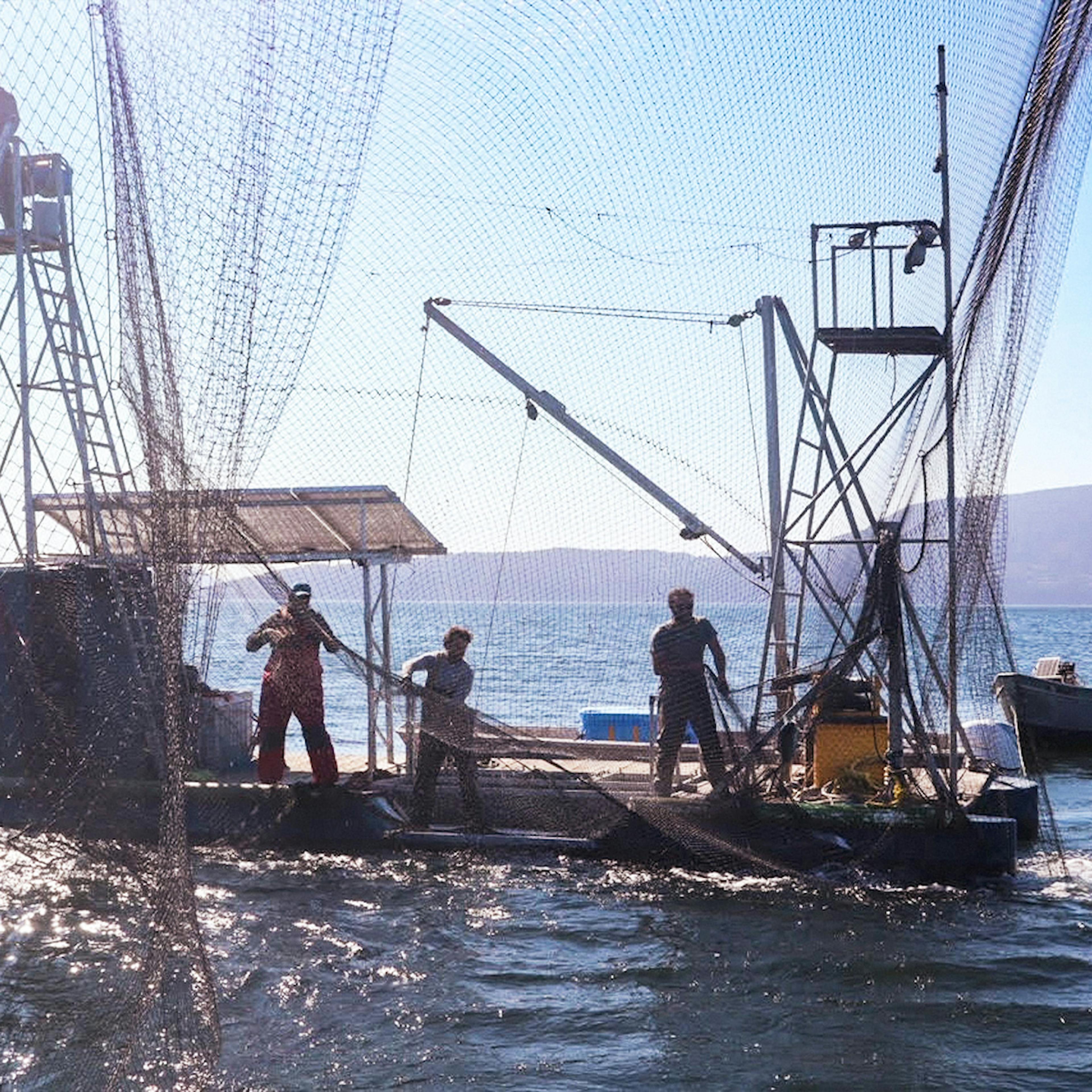 Whole Side Boneless Sockeye Salmon - 2 Pack by Pike Place Chowder - Alternate image 4