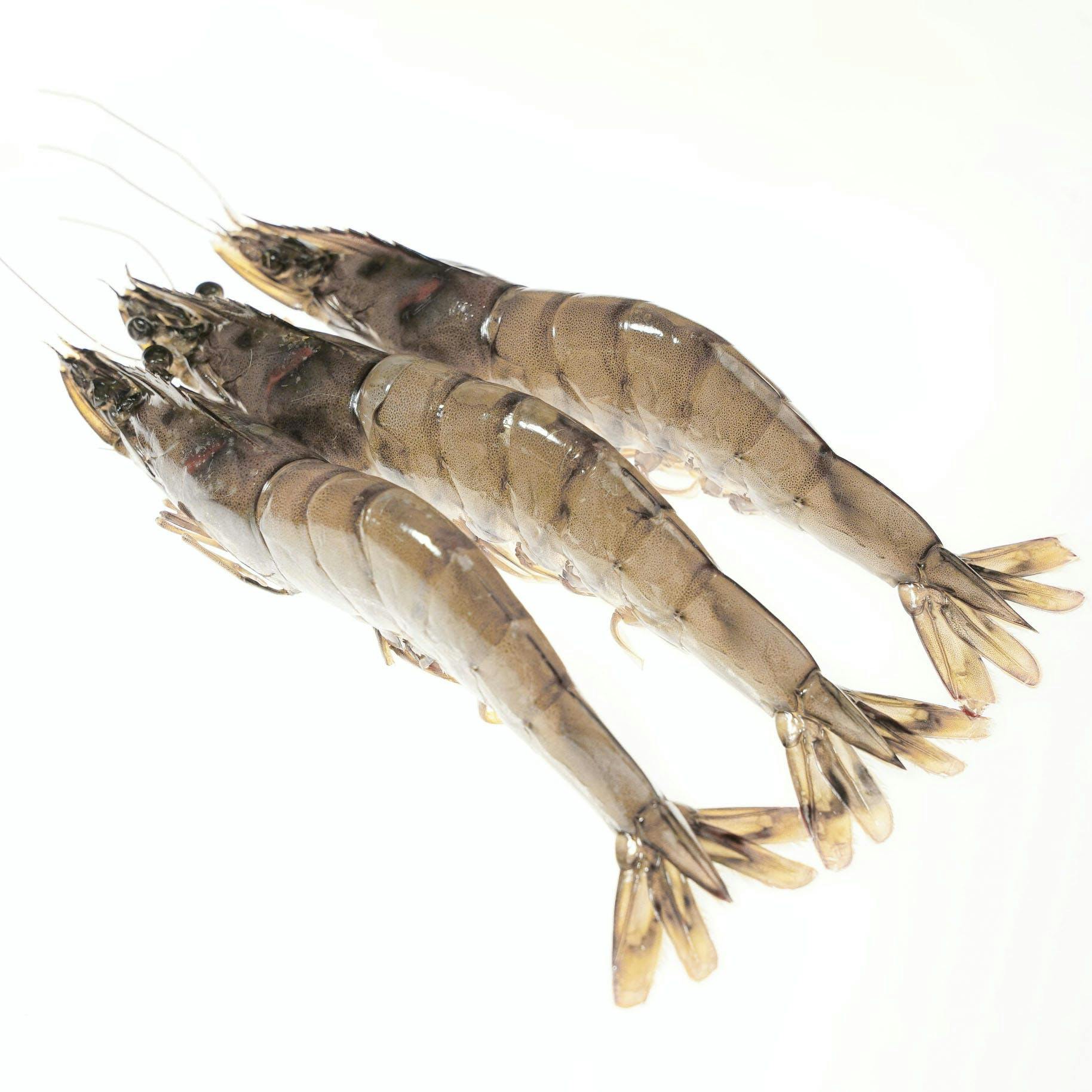 Kauai Sweet Prawns U8/U12 - 5 lbs. by Honolulu Fish Company