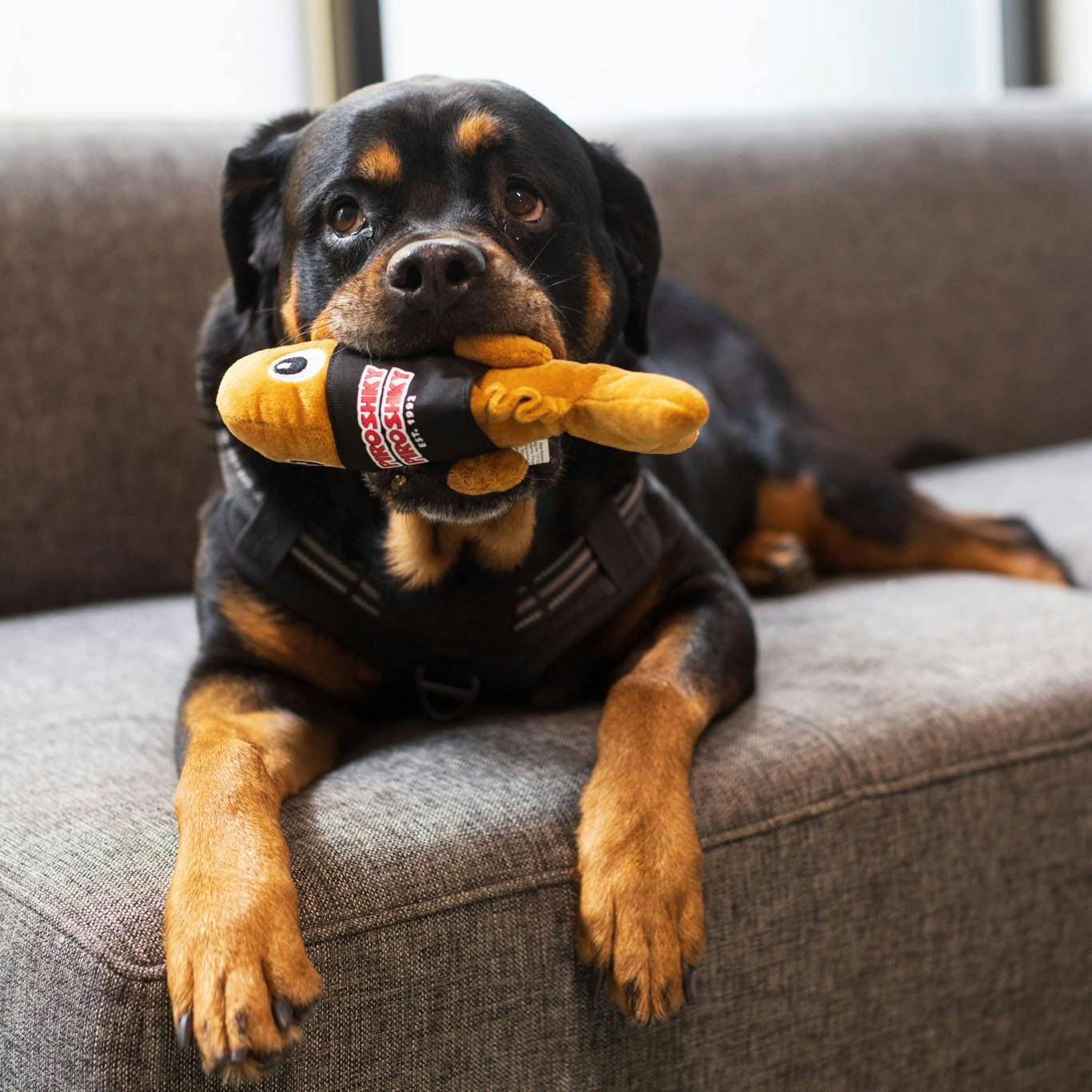 Salmon hotsell dog toy