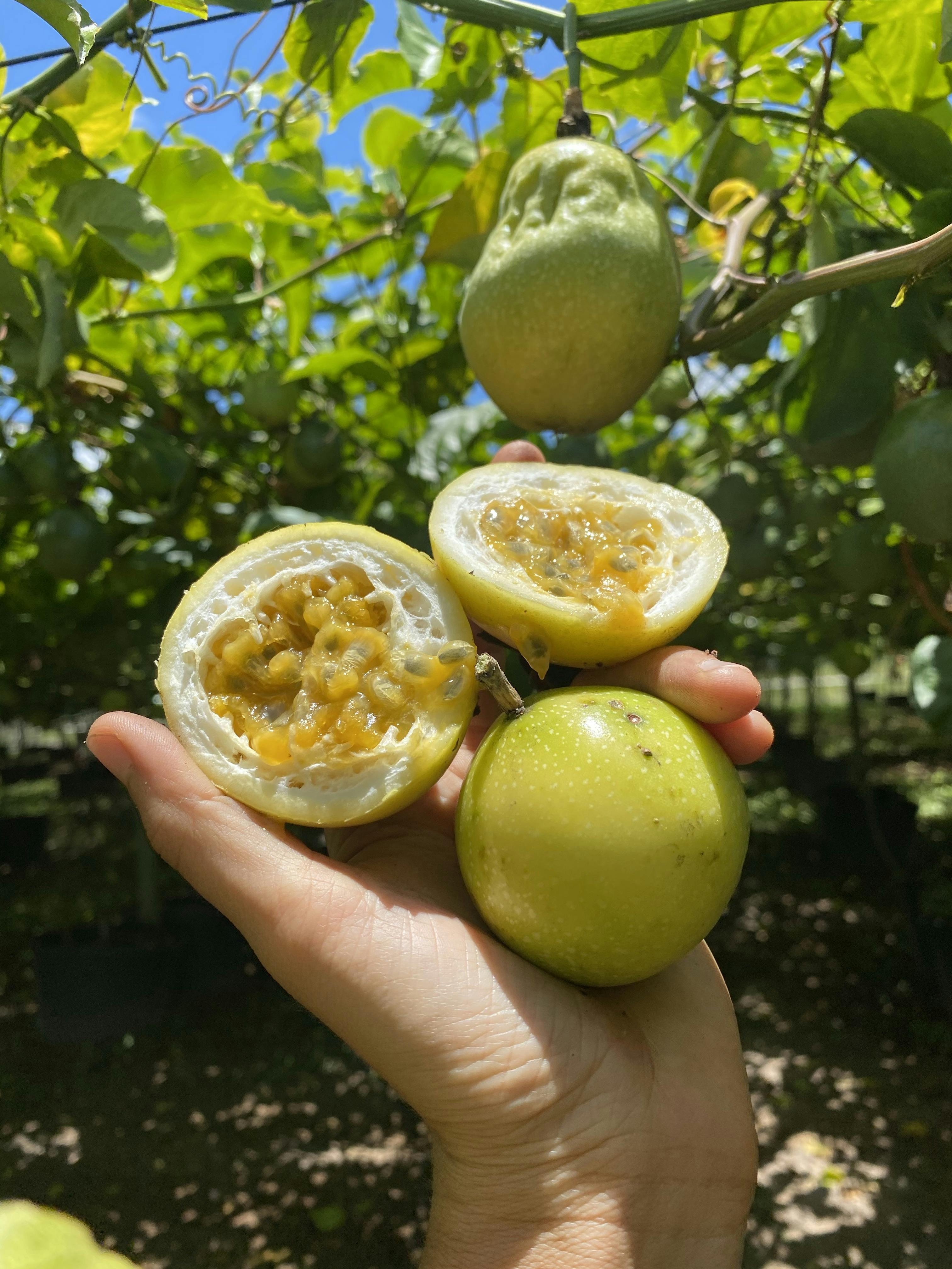Golden Passionfruit Box by Miami Fruit - Alternate image 2
