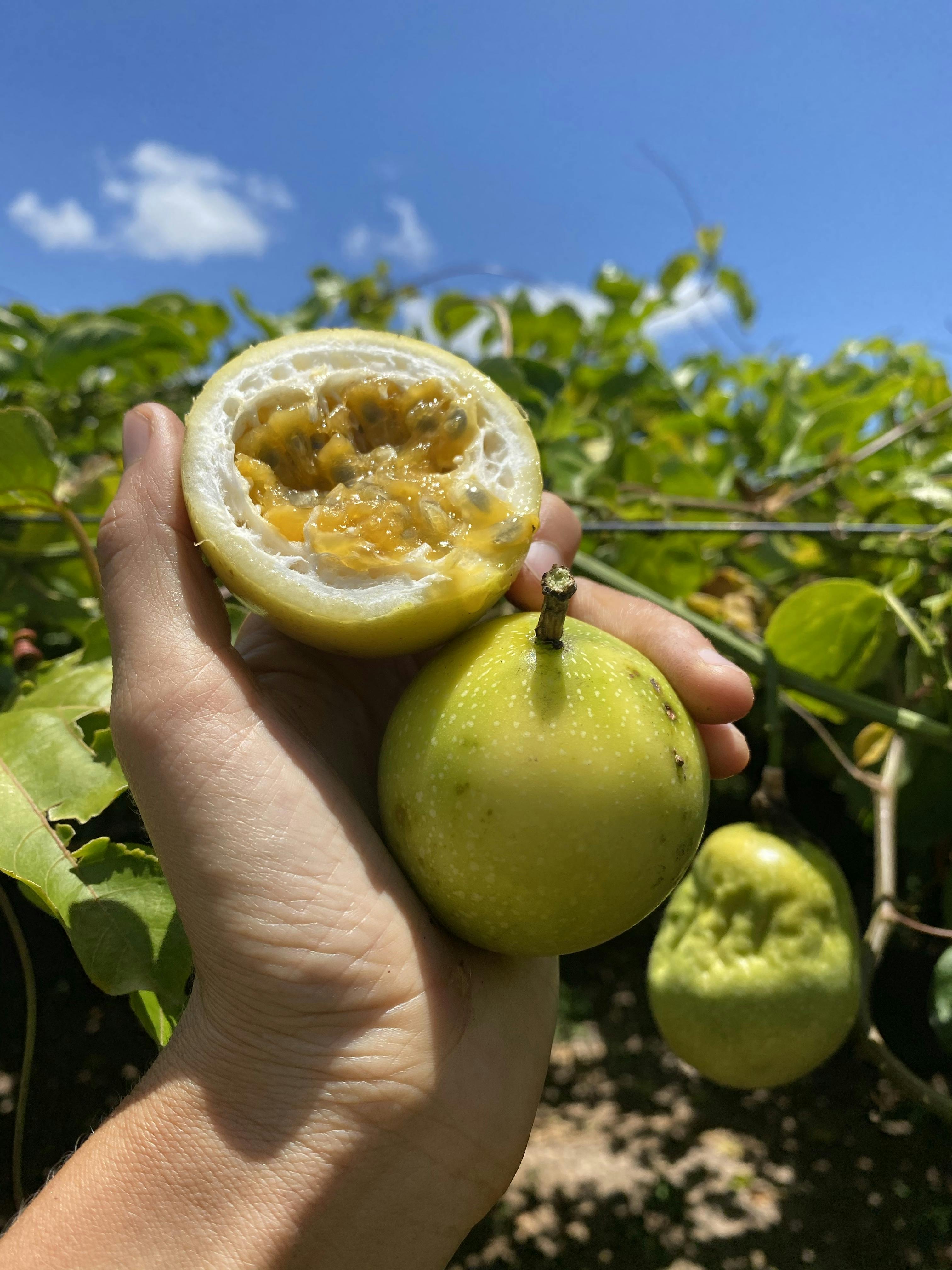 Golden Passionfruit Box by Miami Fruit - Alternate image 1