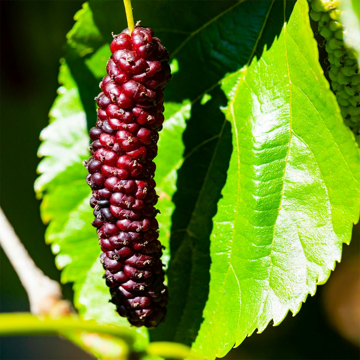 Organic Frozen Pakistan Mulberries by Frog Hollow Farm - Alternate image 3