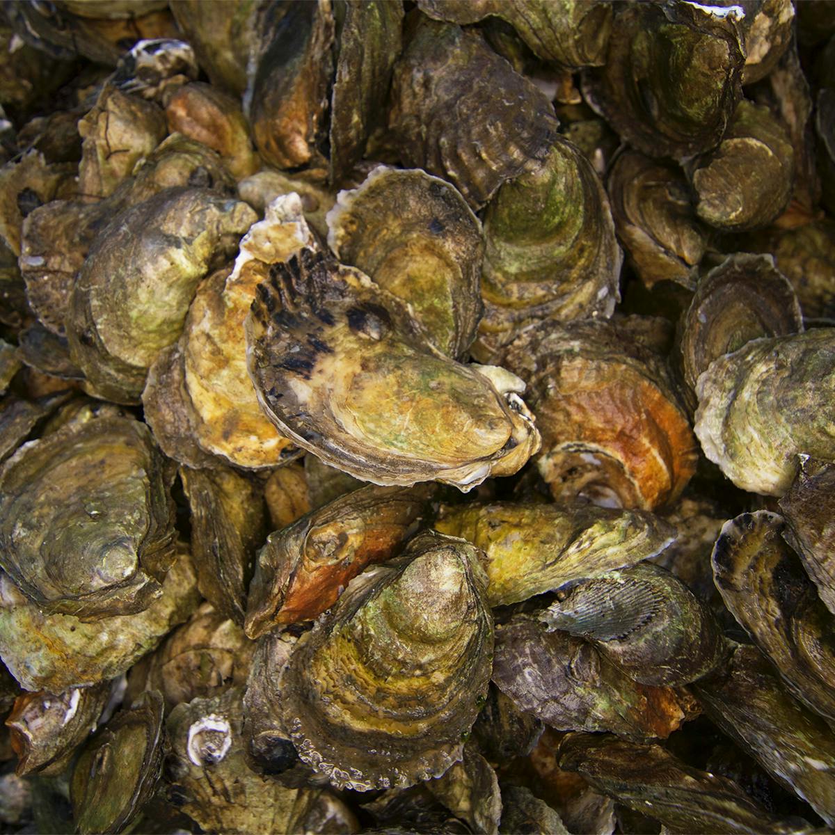 Wellfleet Wild Oysters - 50 Pack by Wellfleet Shellfish Co.