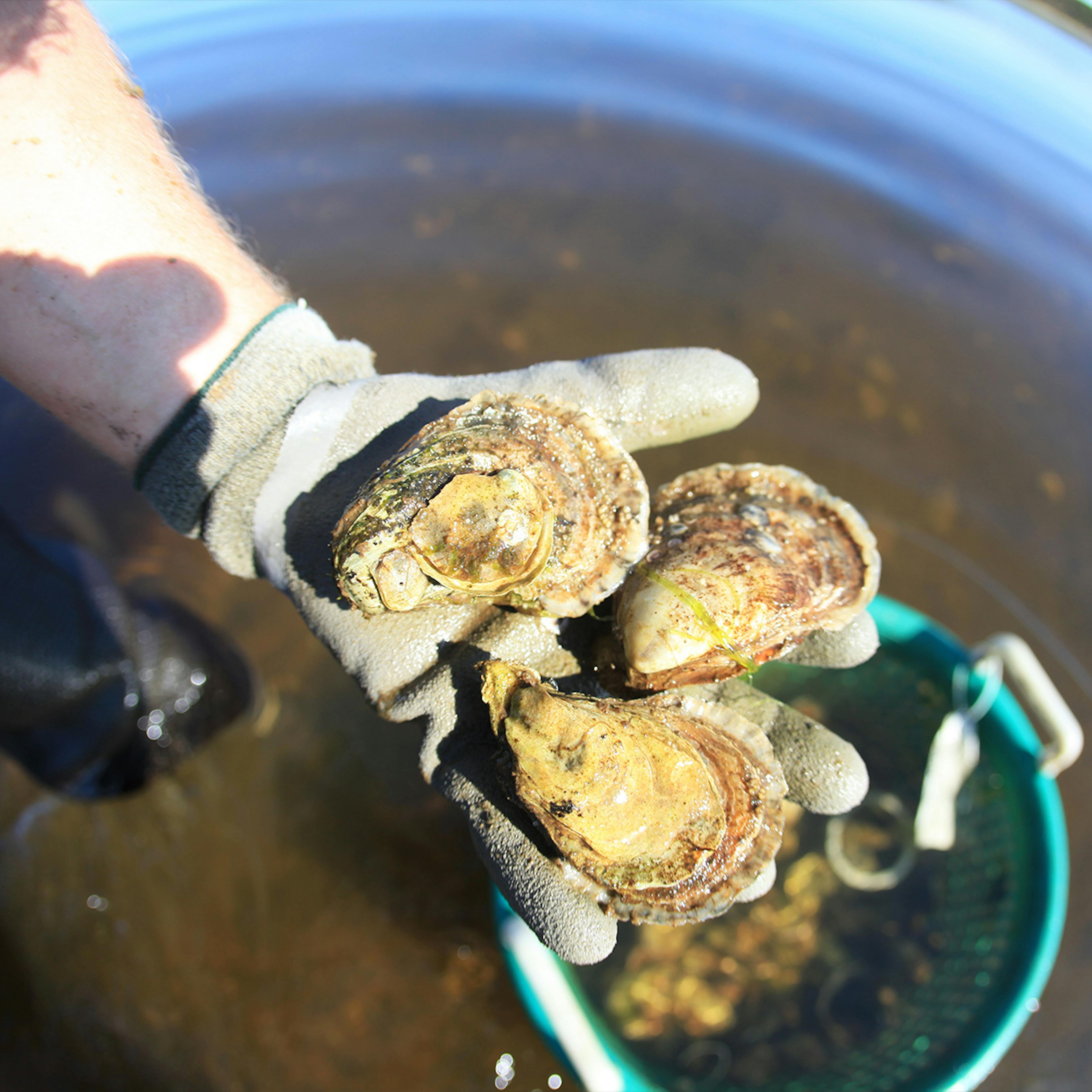 Wellfleet Wild Oysters - 50 Pack by Wellfleet Shellfish Co. - Alternate image 3